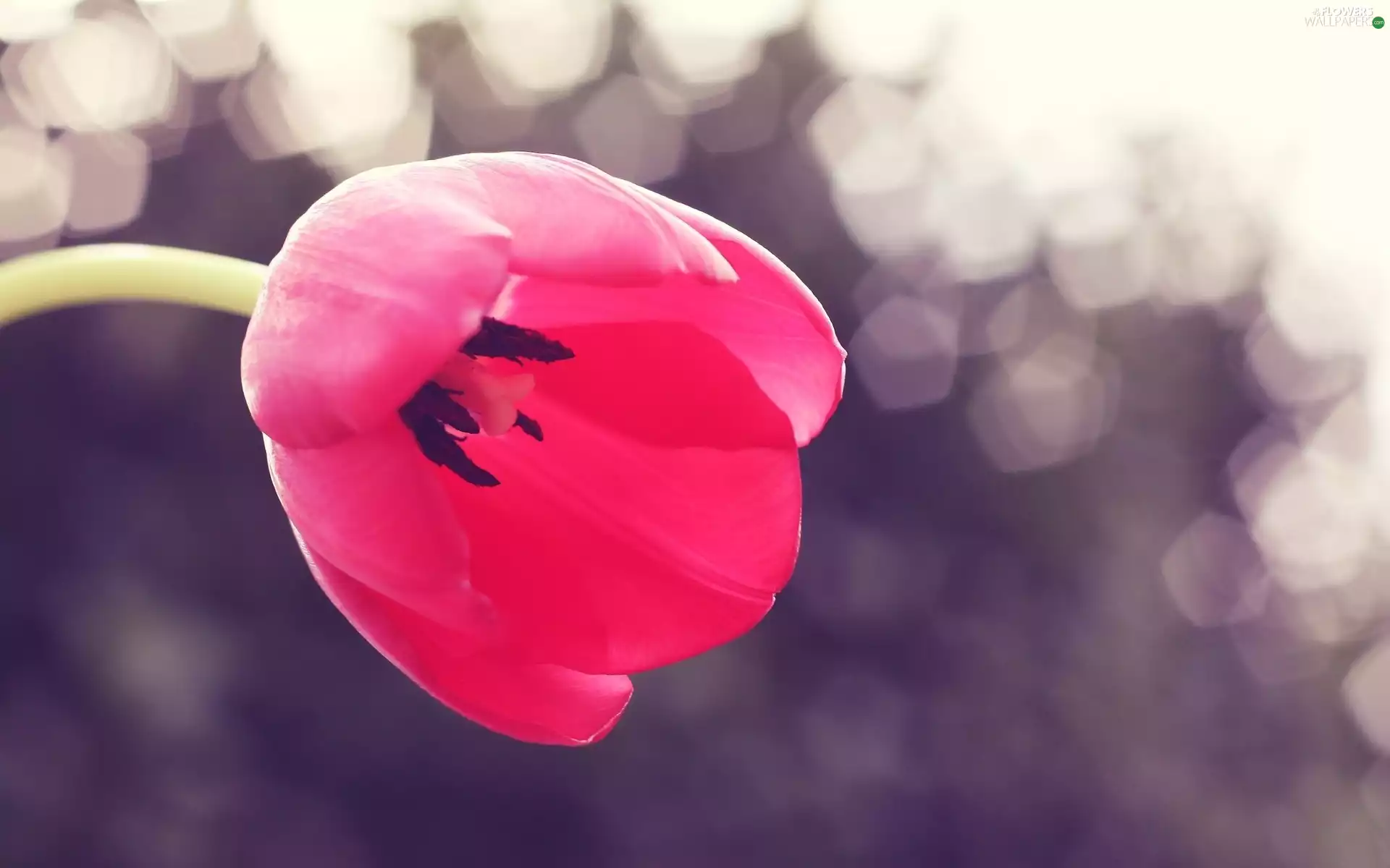 tulip, open, Colourfull Flowers, Red
