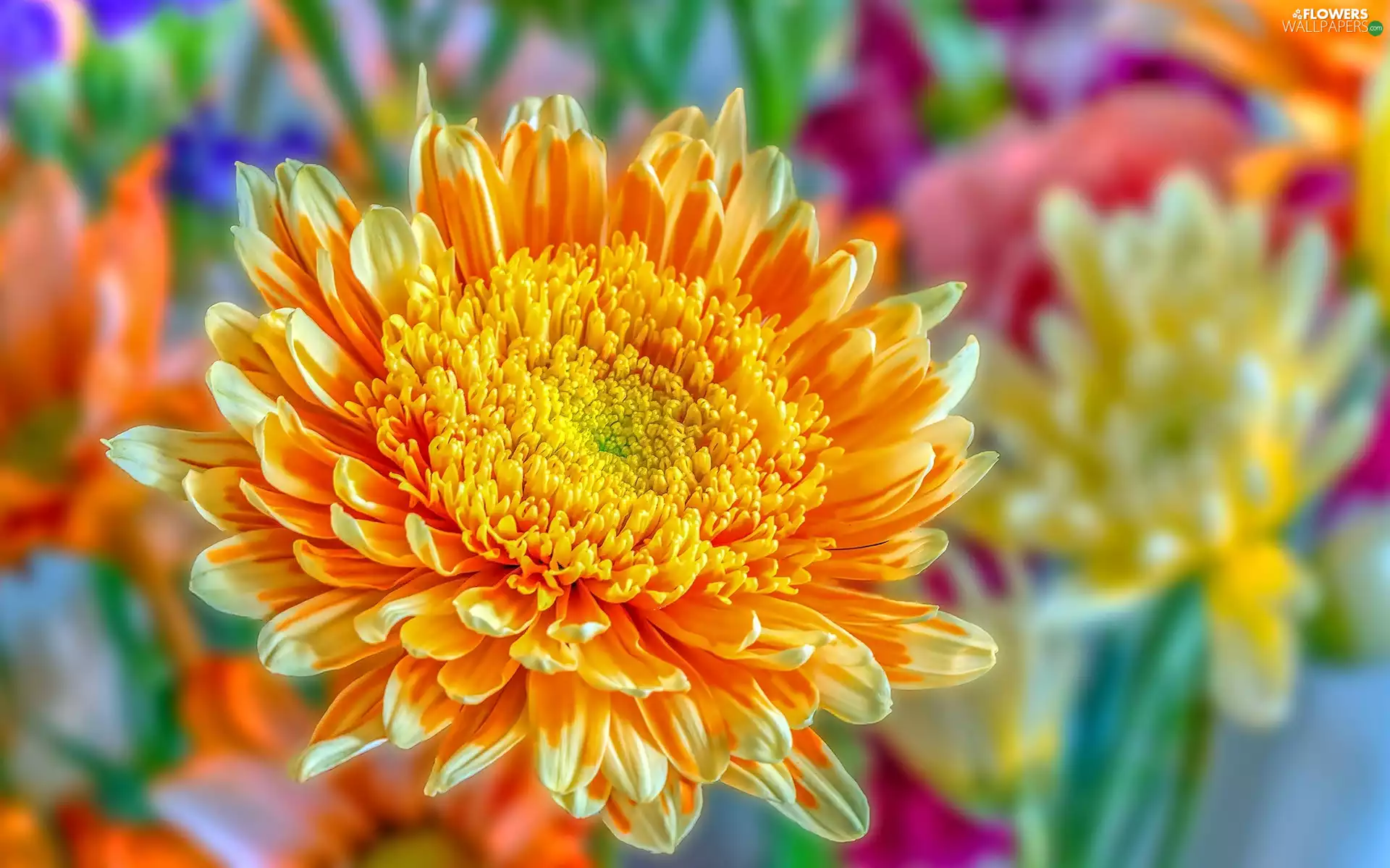 Colourfull Flowers, Aster, Orange