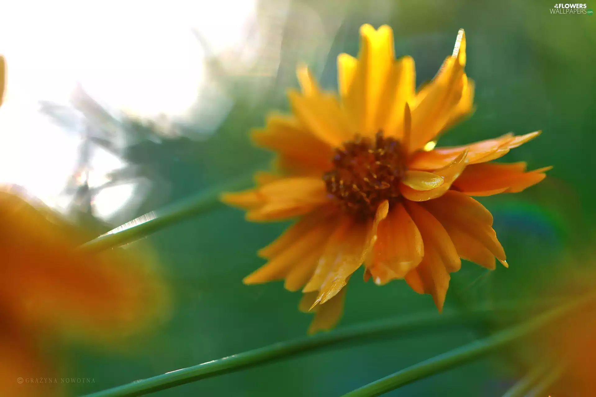 Colourfull Flowers, Coreopsis, Orange