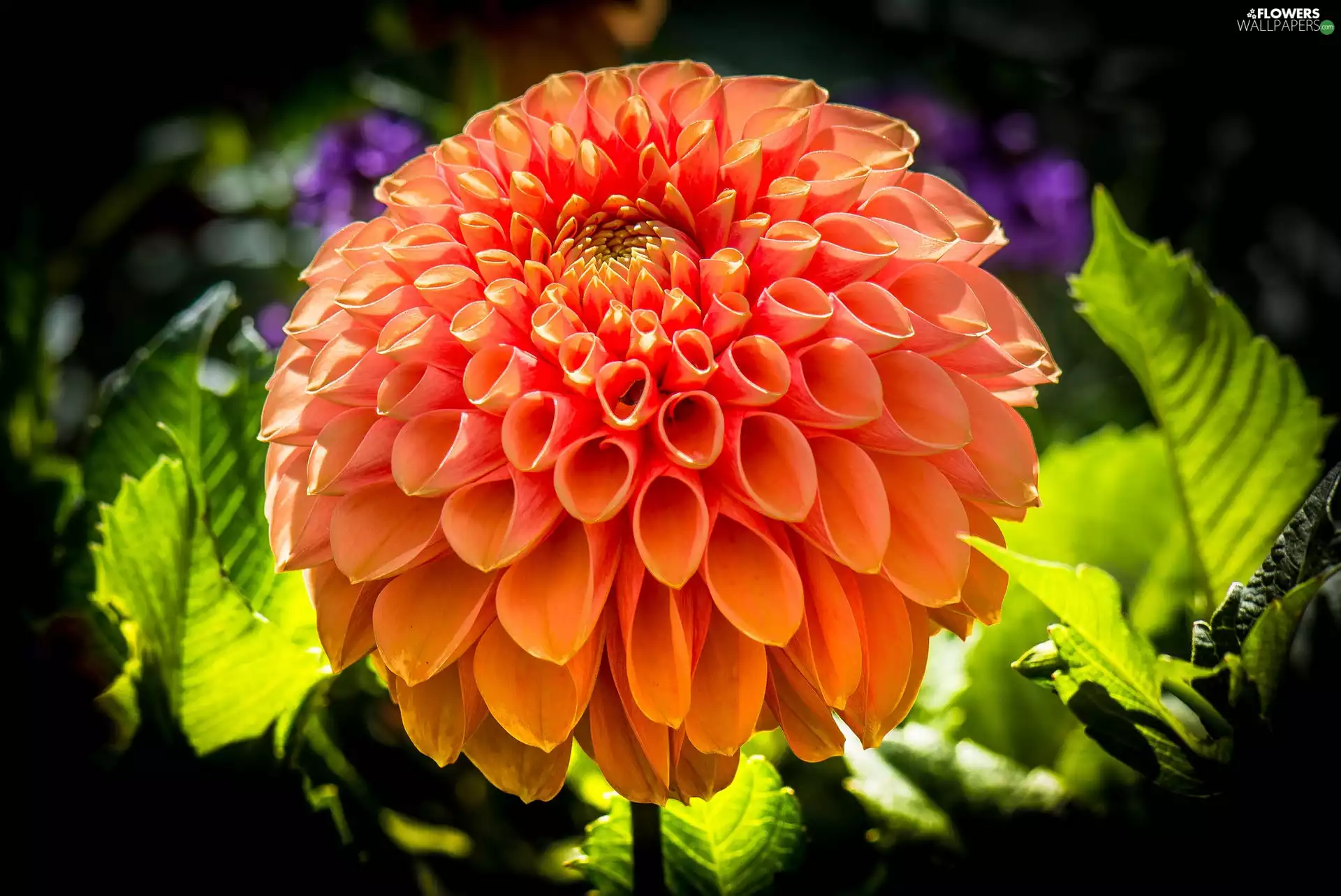 Colourfull Flowers, Dalia, Orange