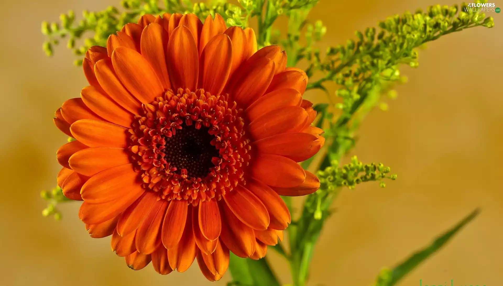 Gerbera, Colourfull Flowers, Orange
