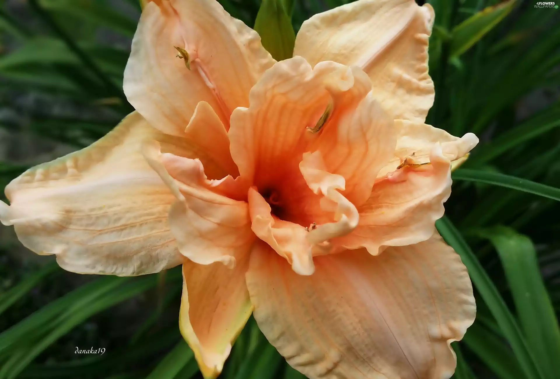 cream, full, lily, Orange