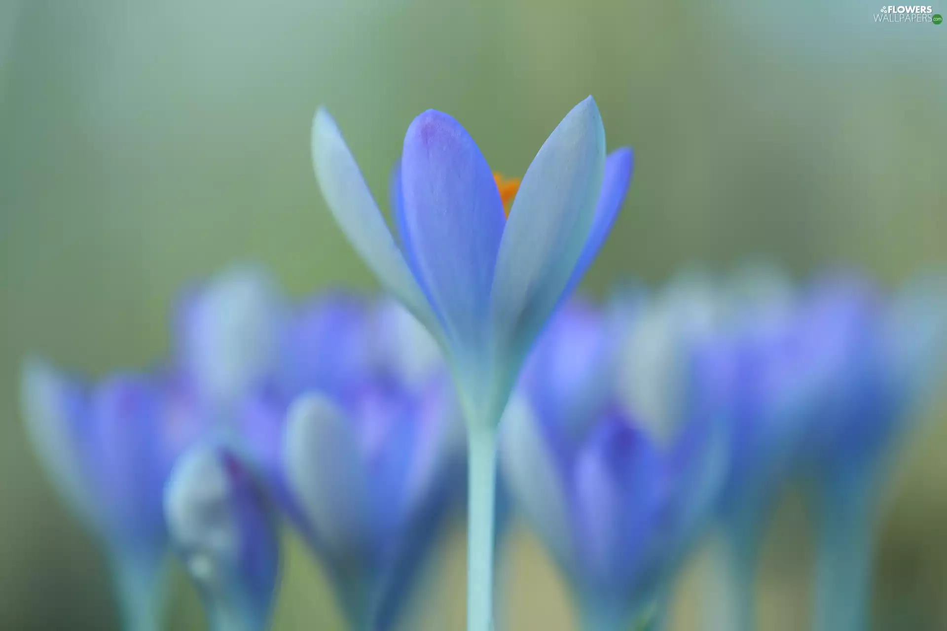 Colourfull Flowers, rapprochement, Orange, Stamen, crocus