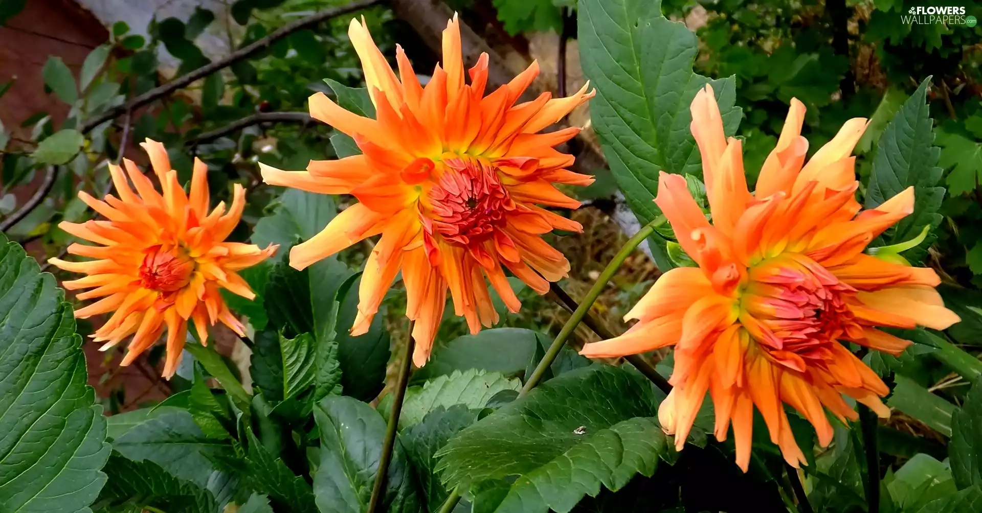 Orange, dahlias