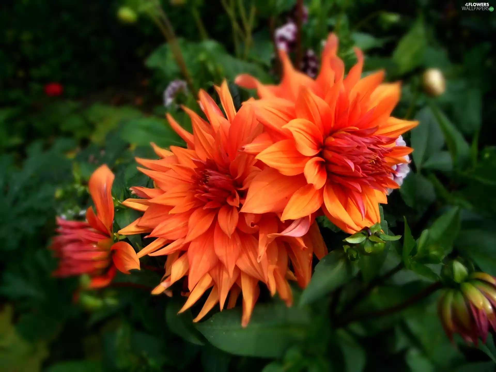 Orange, dahlias