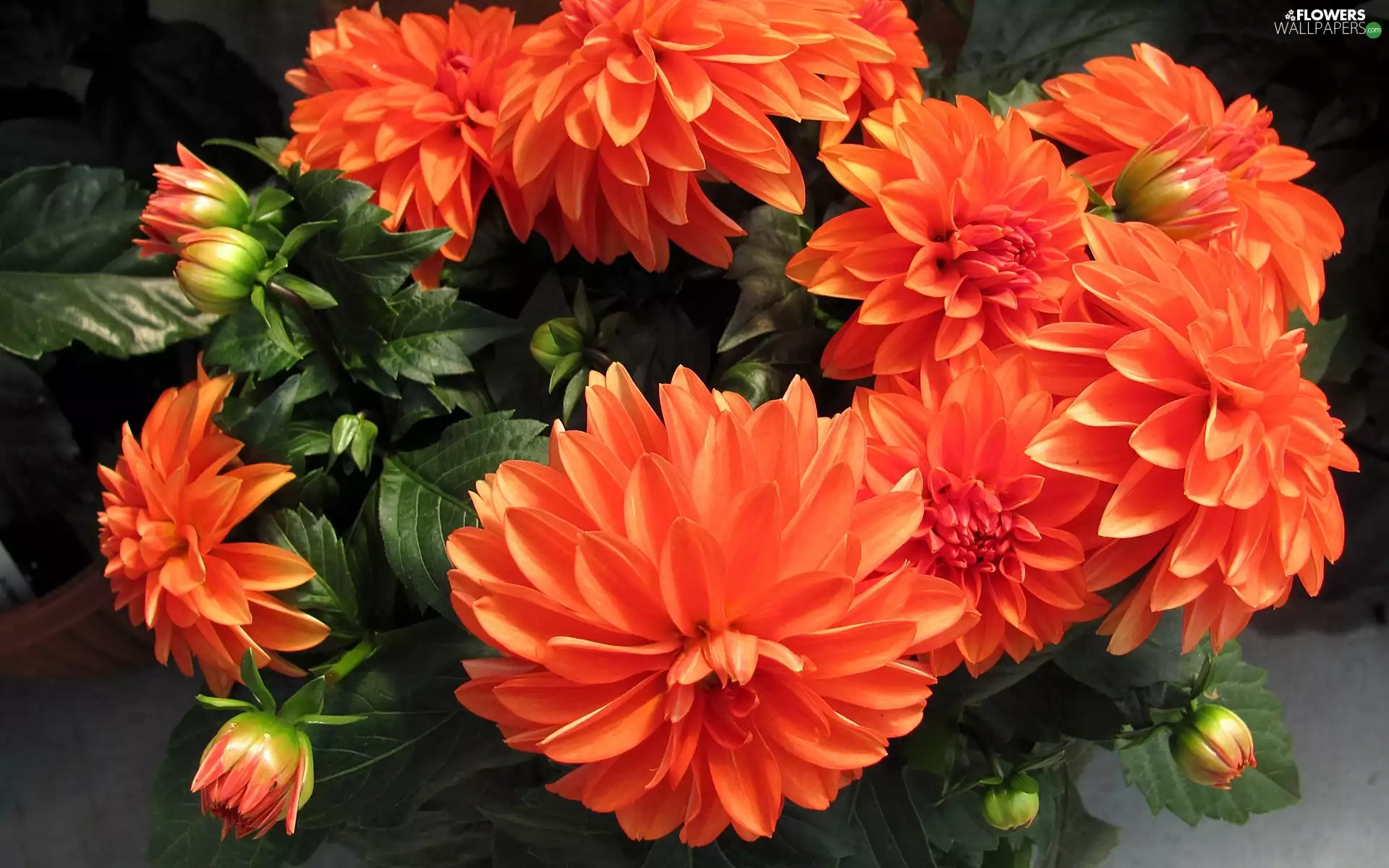 Orange, dahlias