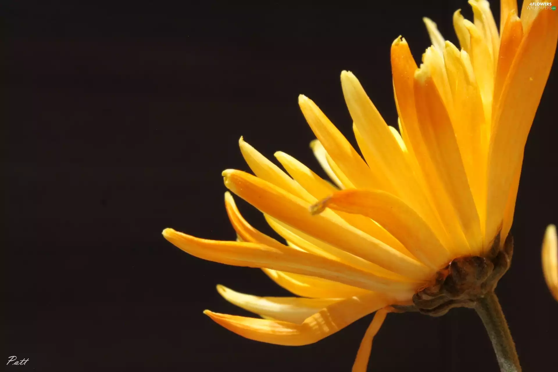 Daisy, Colourfull Flowers, Orange