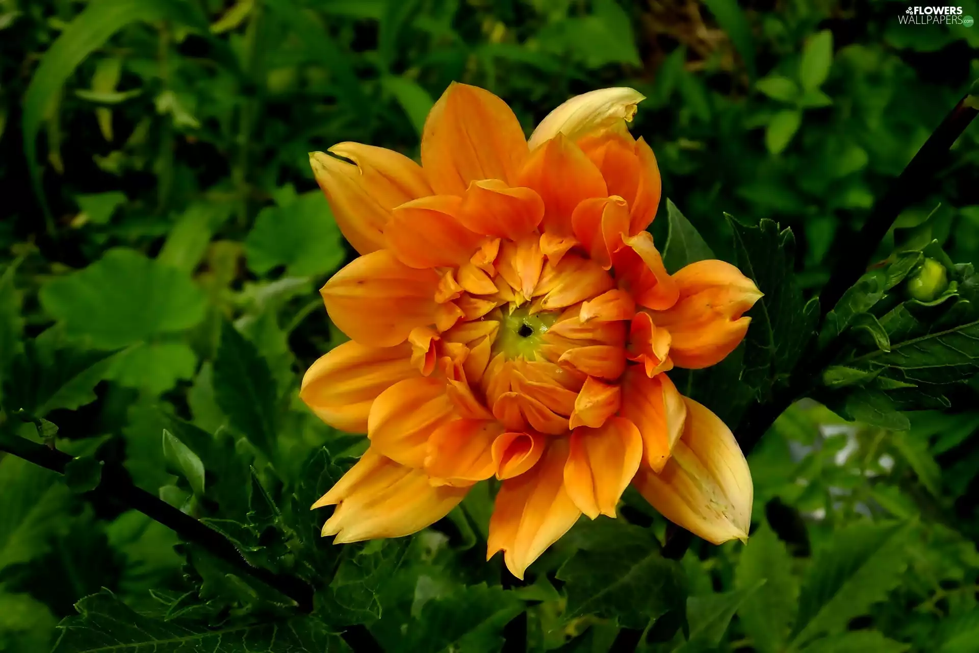 Orange, Dalia