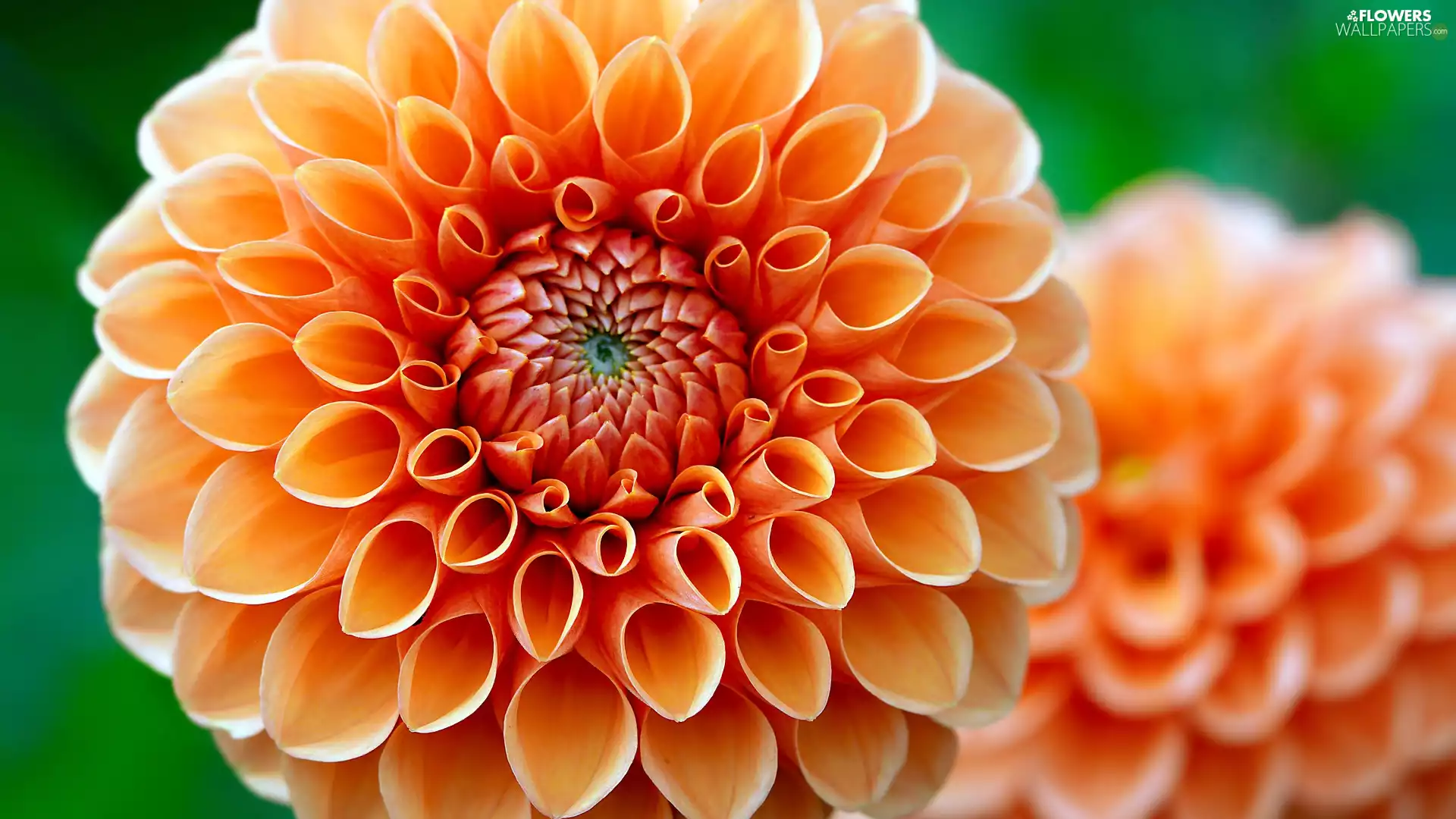 Orange, Blooming, Dalia