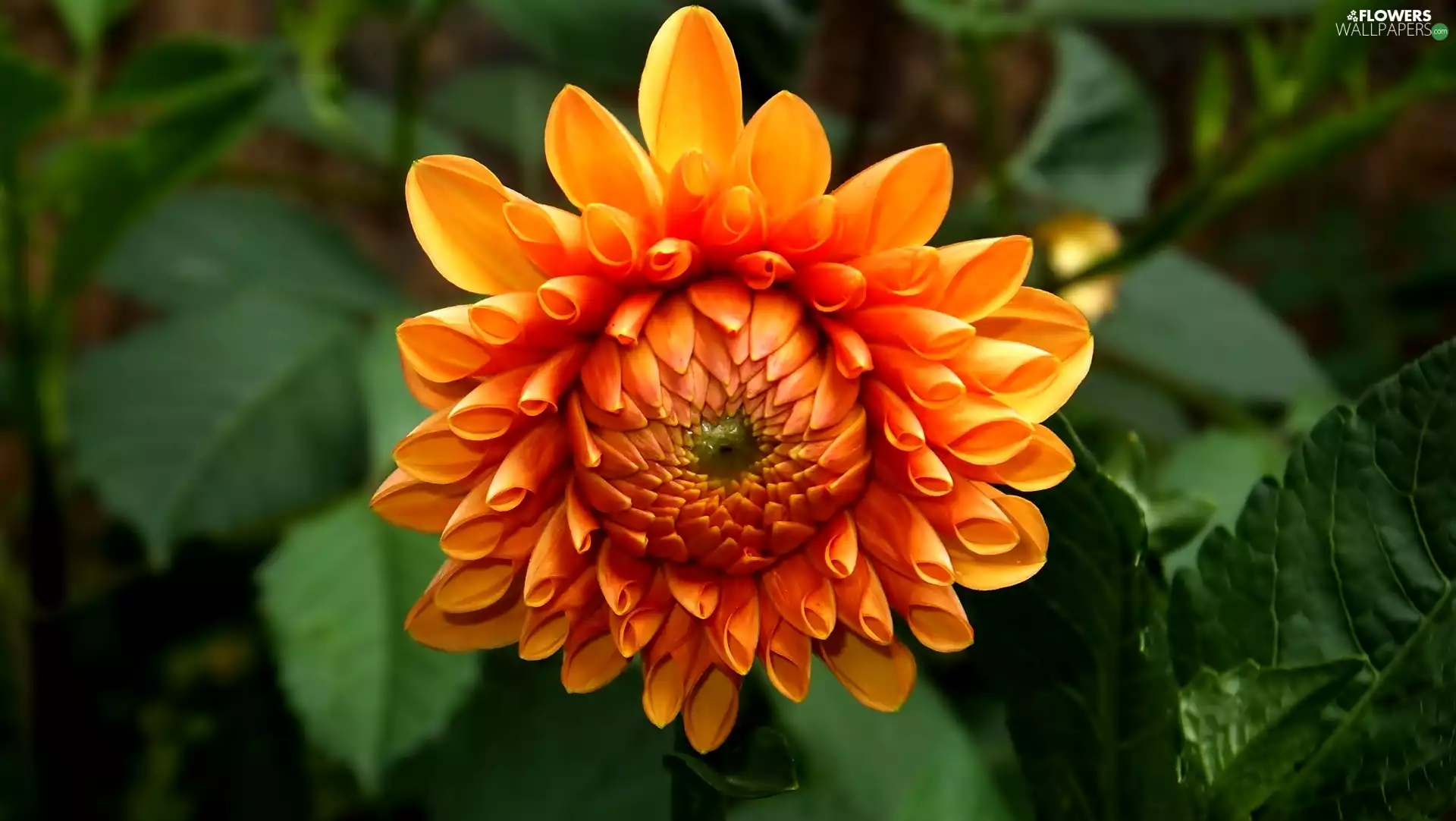 Orange, Dalia