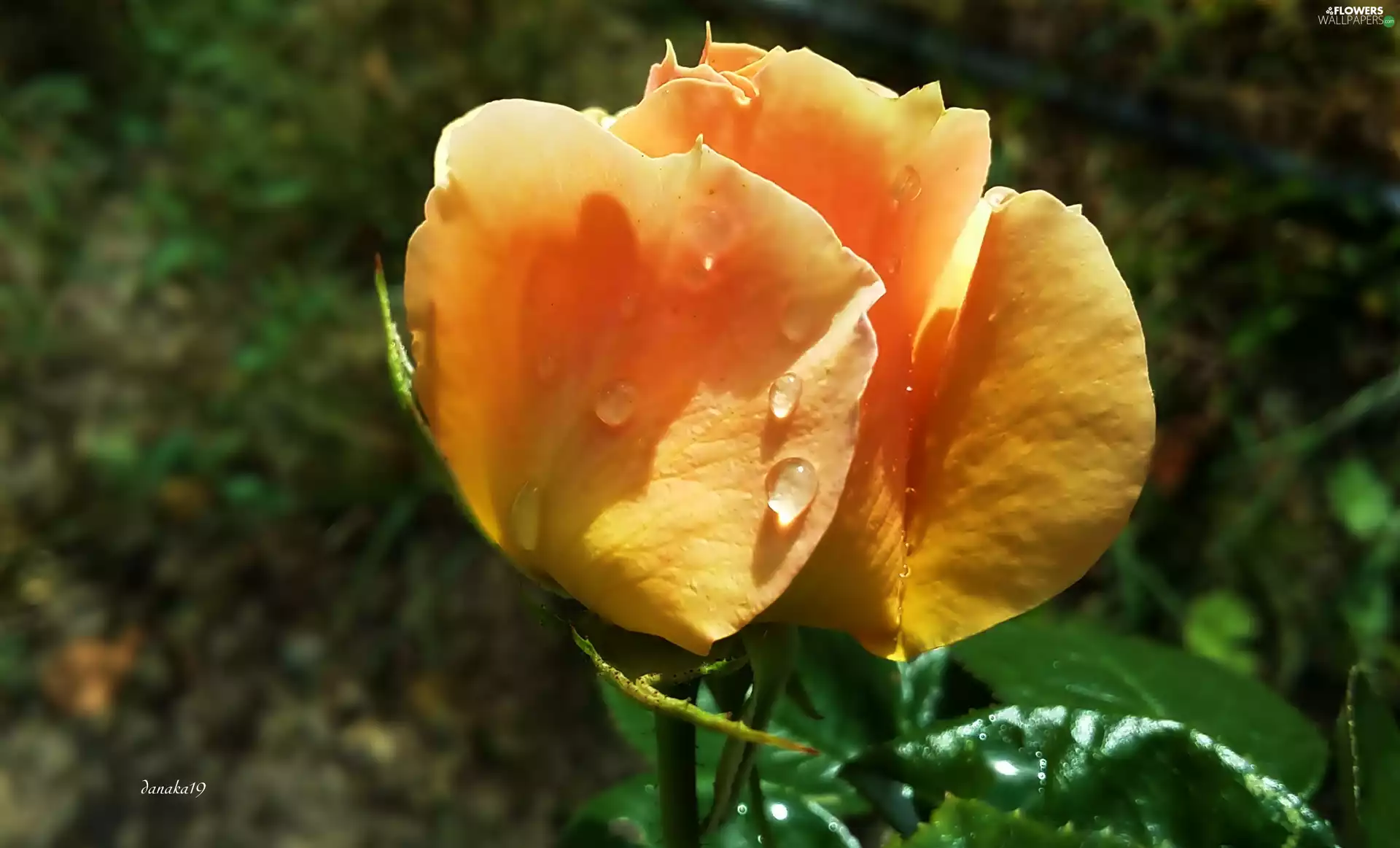 doughnut, rose, drops, orange