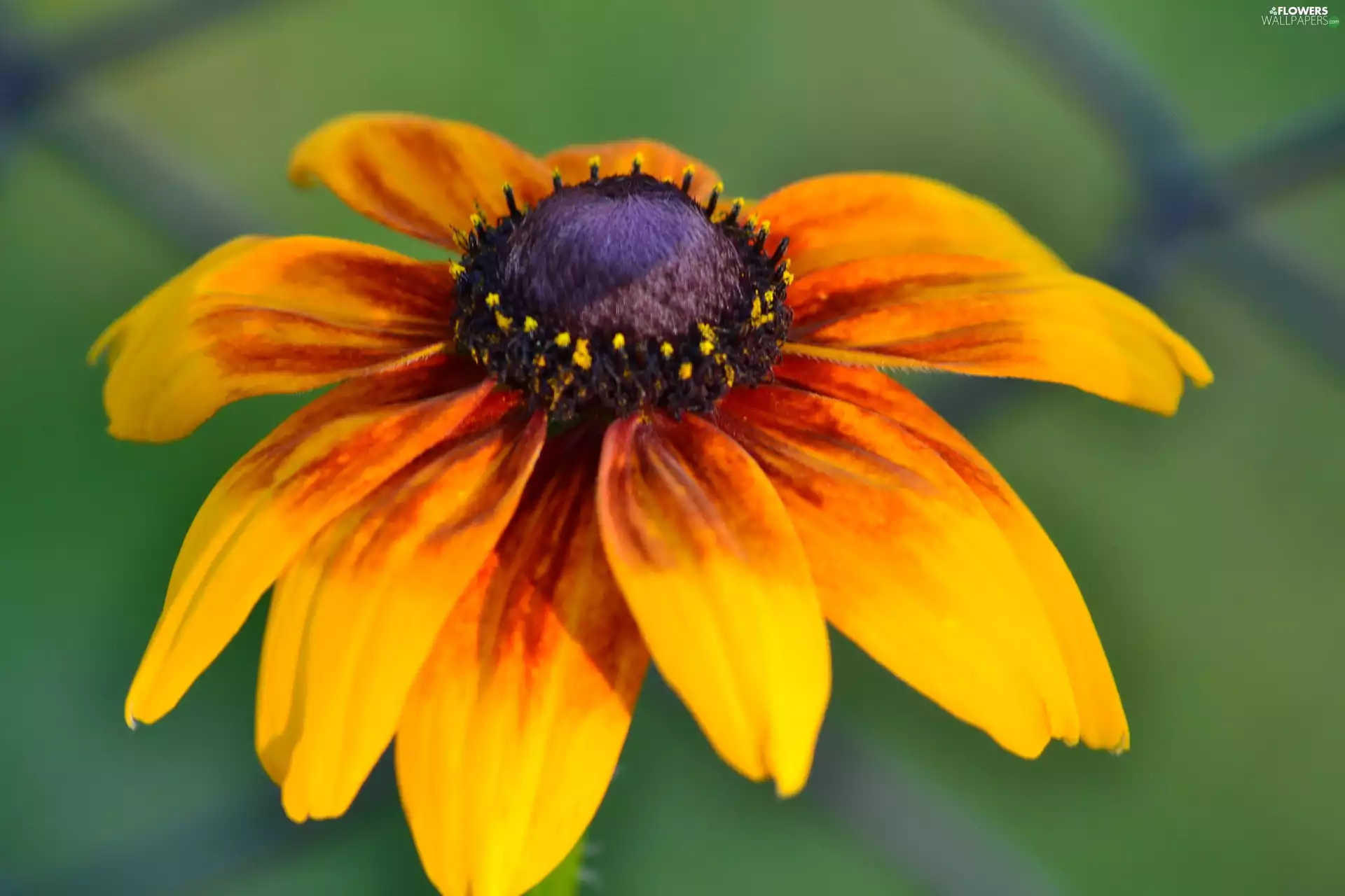 Rudbeckia, Orange
