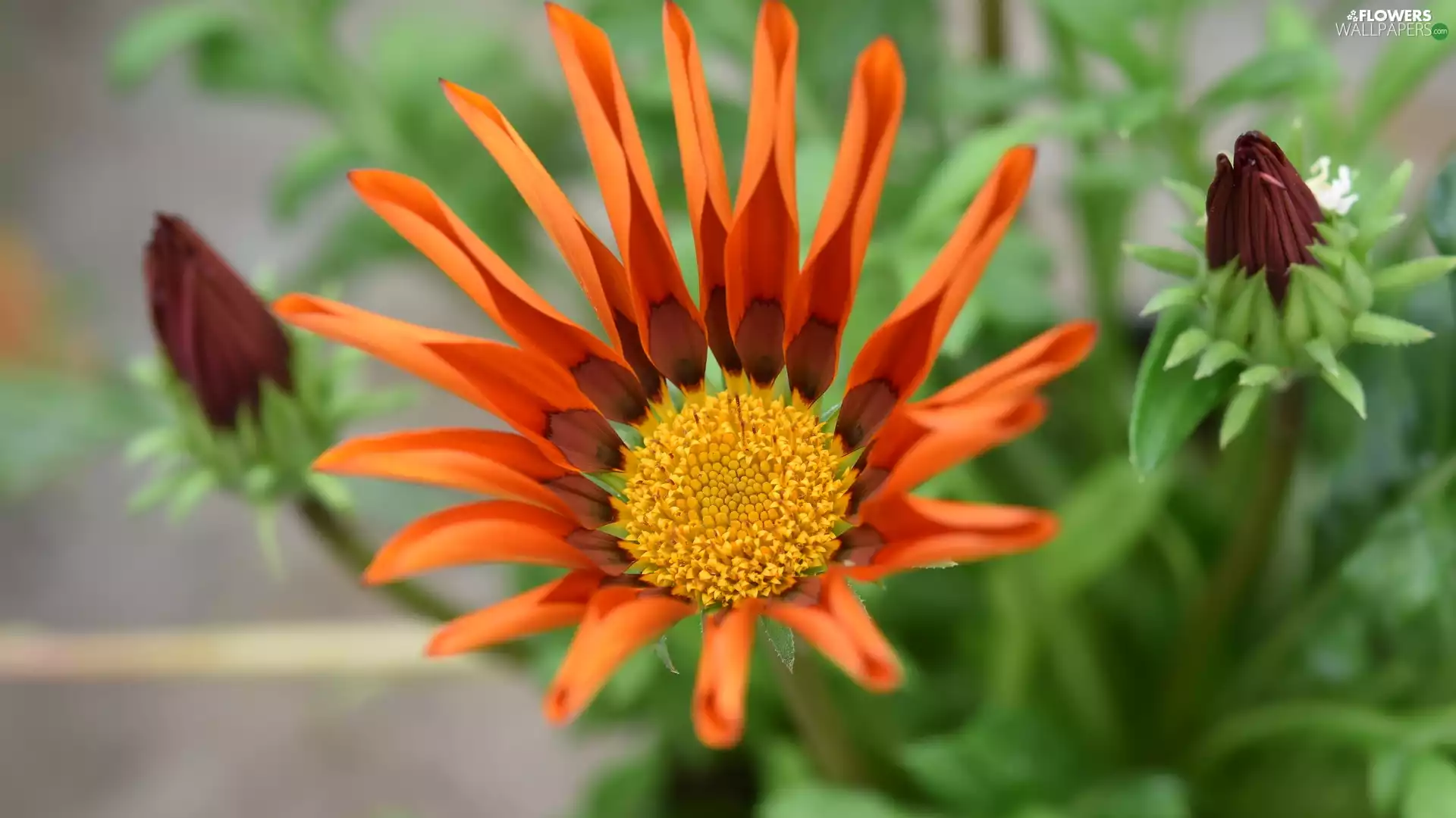 flakes, Gazania, Buds, Orange, Colourfull Flowers