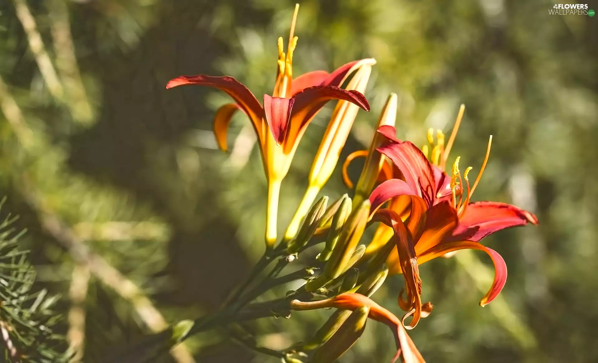 Flowers, lilies, Buds, Orange