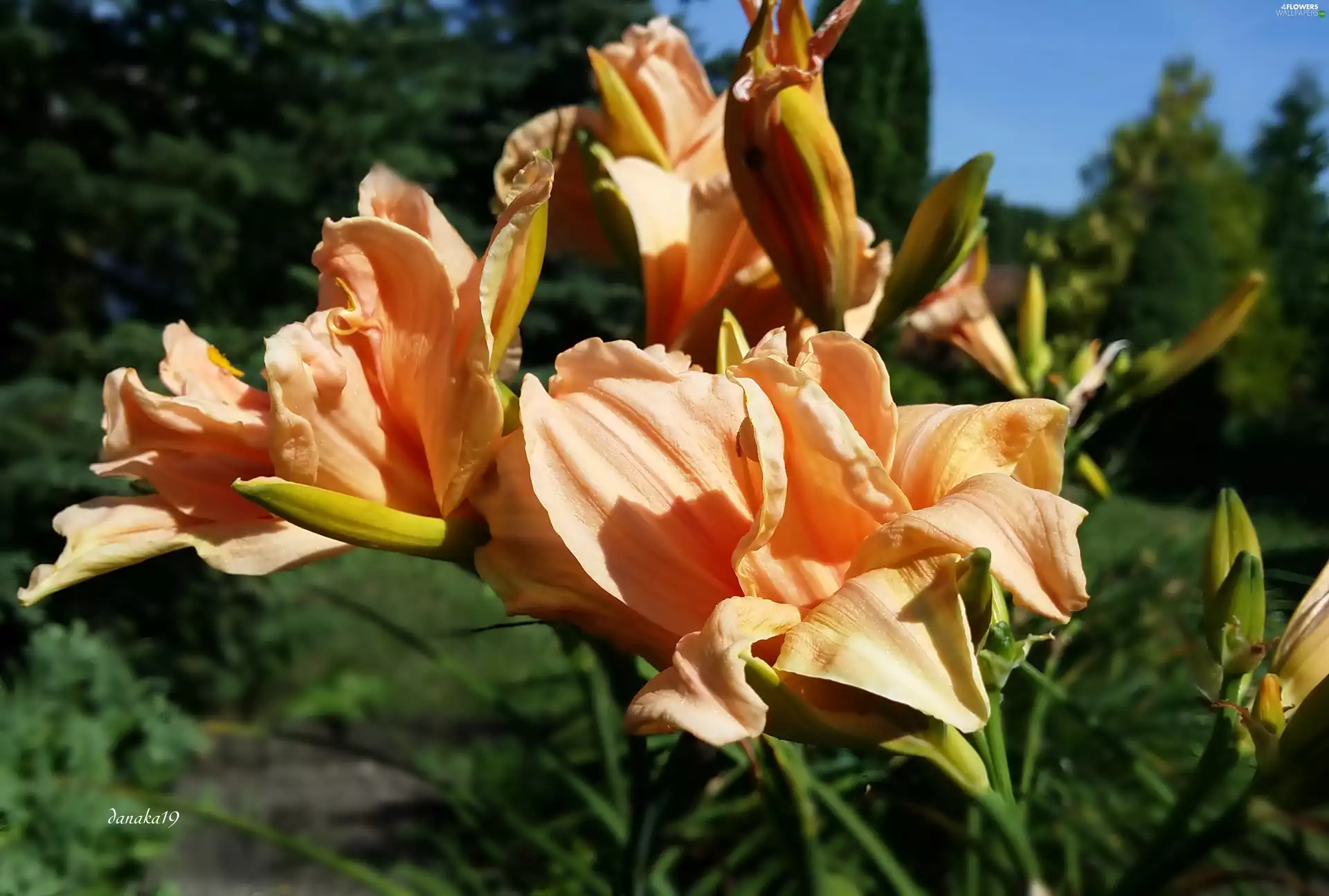 Flowers, full, Daylilies, Orange