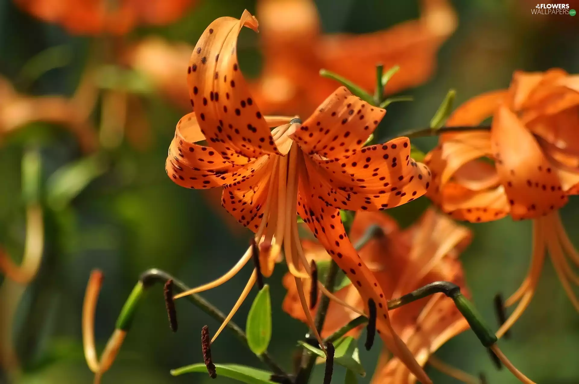 Flowers, Tiger lily, Orange