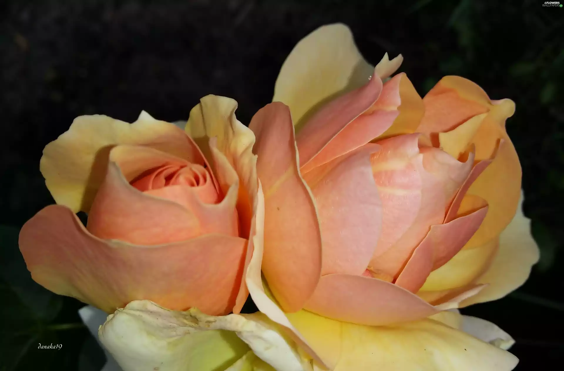 Flowers, Yellow, roses, orange