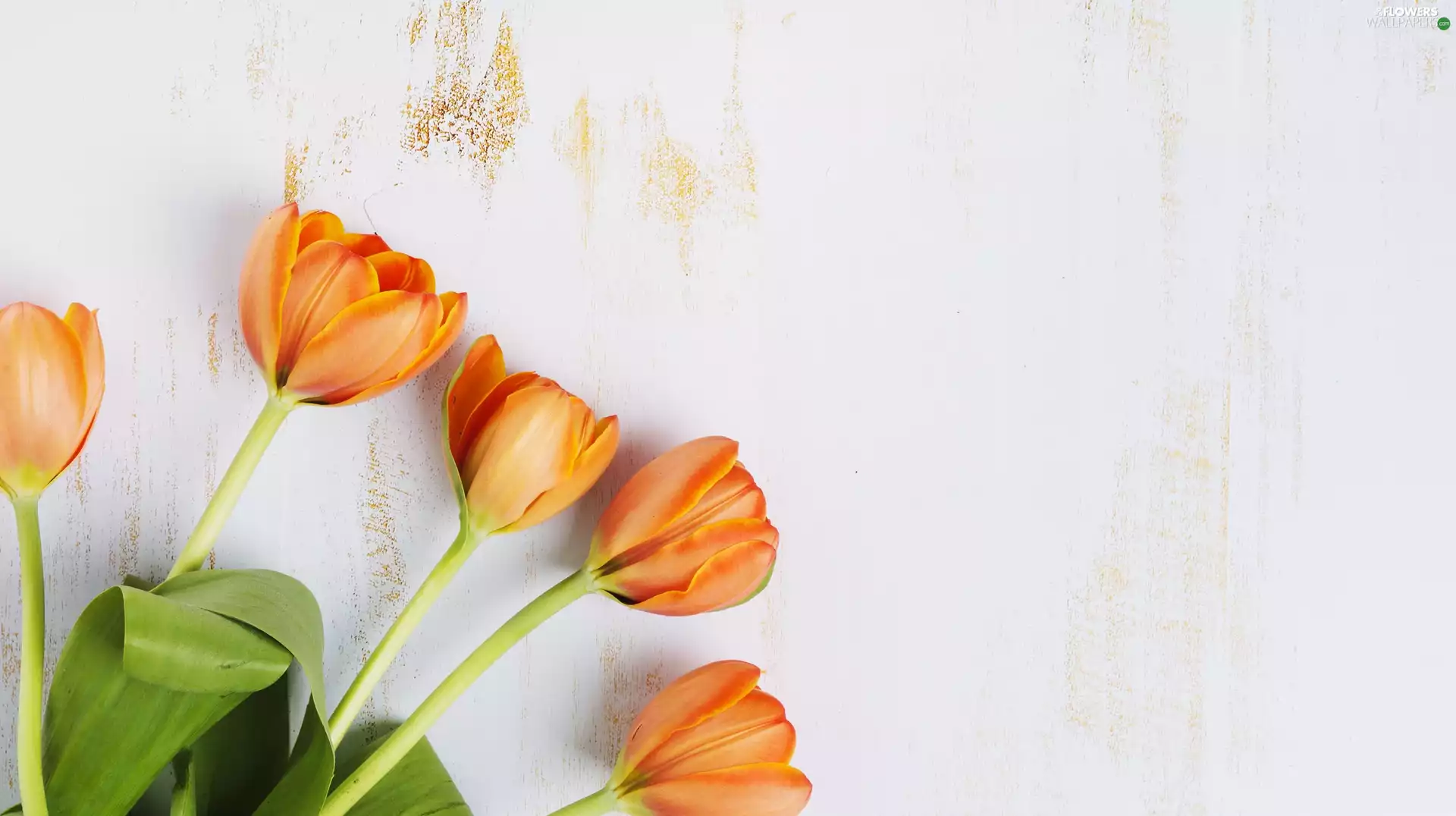 Flowers, Tulips, Wood, Orange