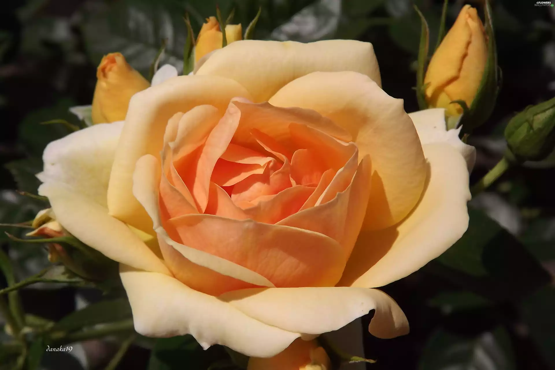 rose, donuts, yellow, Orange, Colourfull Flowers