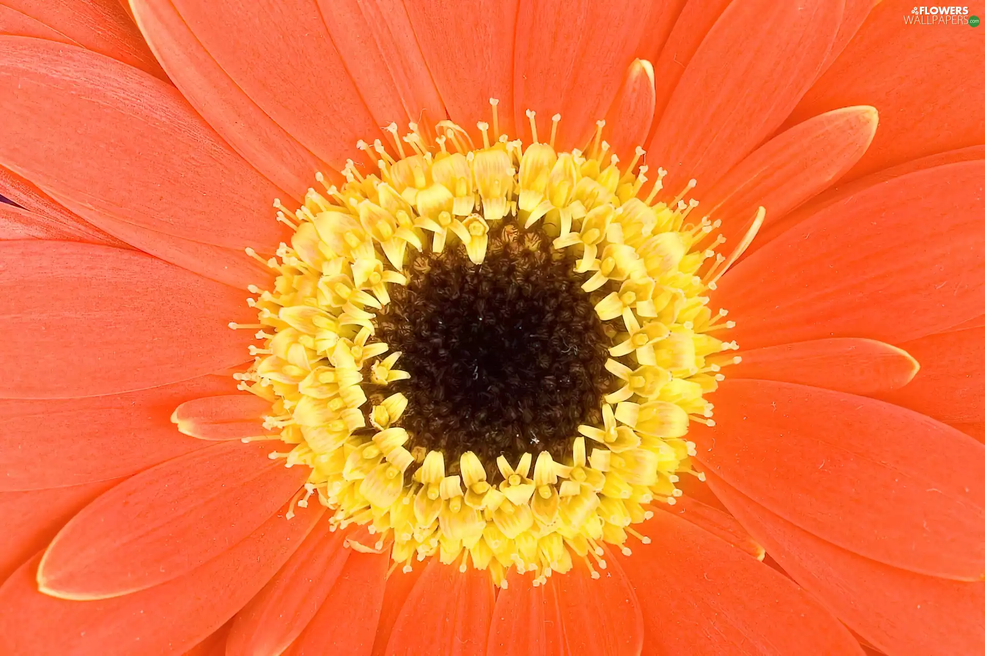 Orange, Gerbera