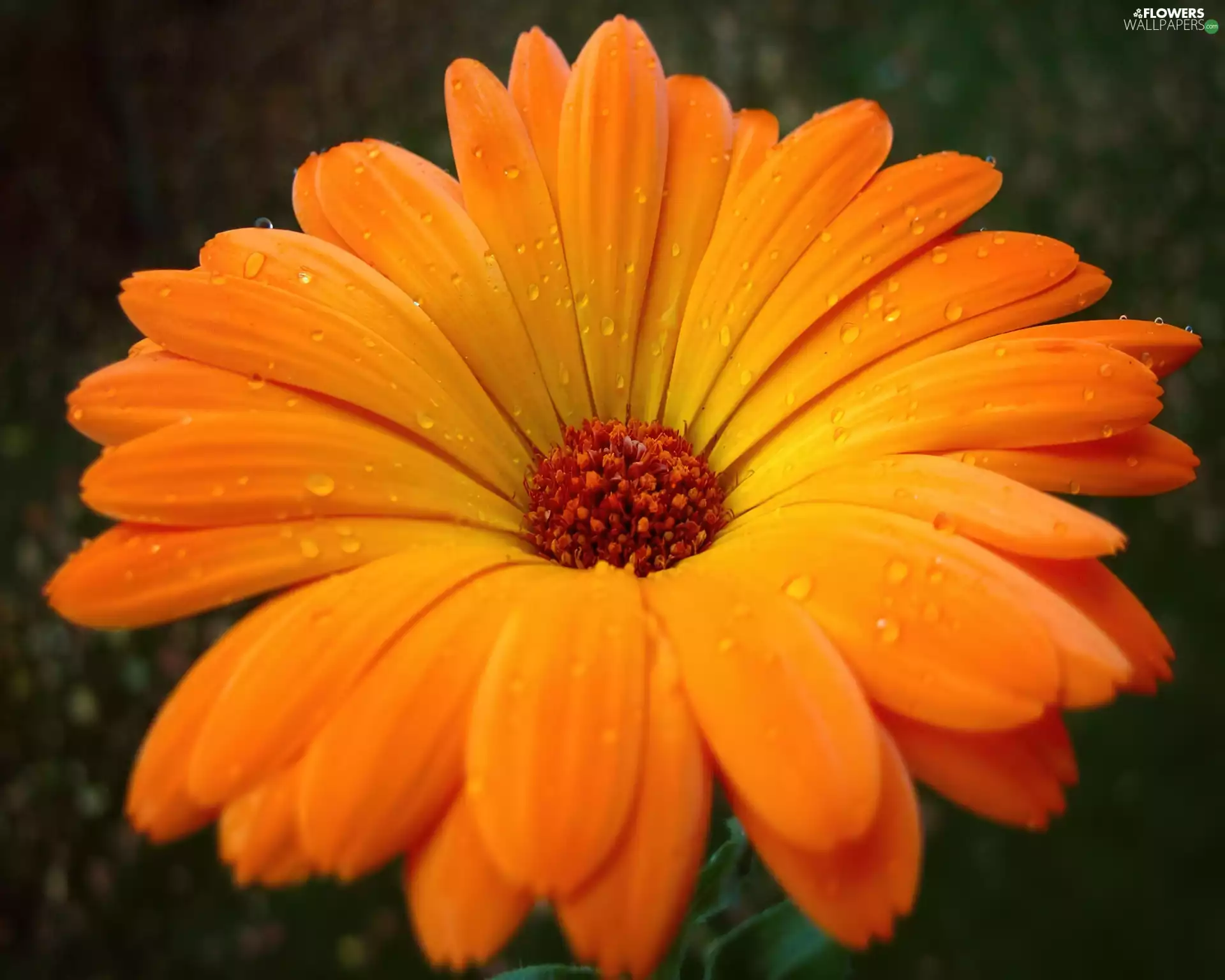 Orange, Gerbera