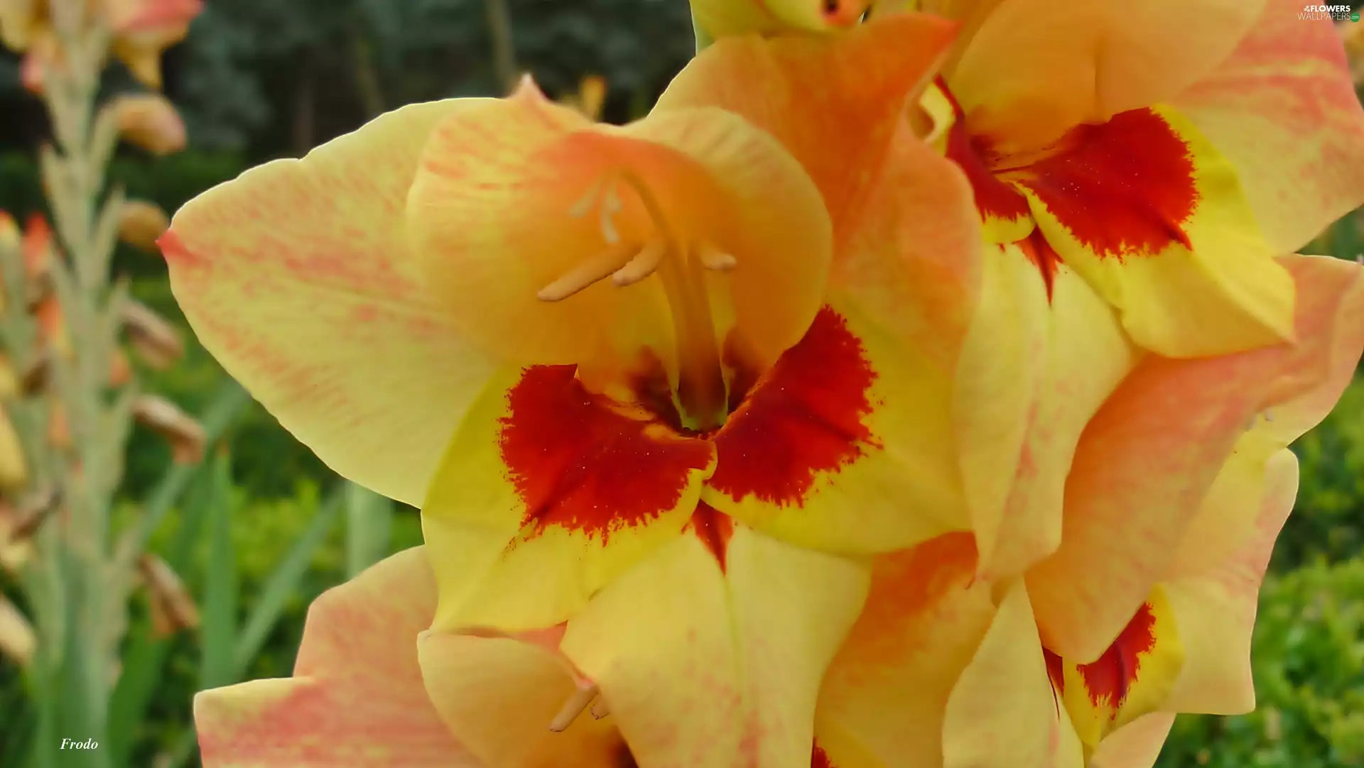 Orange, Flowers, gladioli