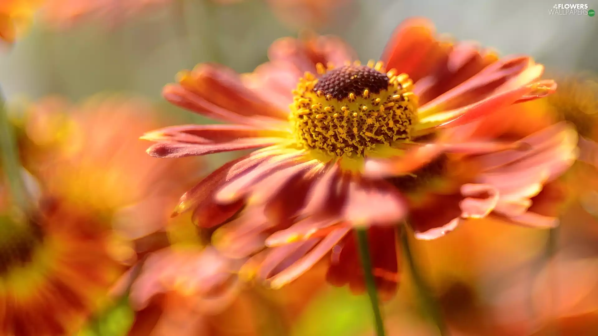 Close, Orange, Helenium, Colourfull Flowers