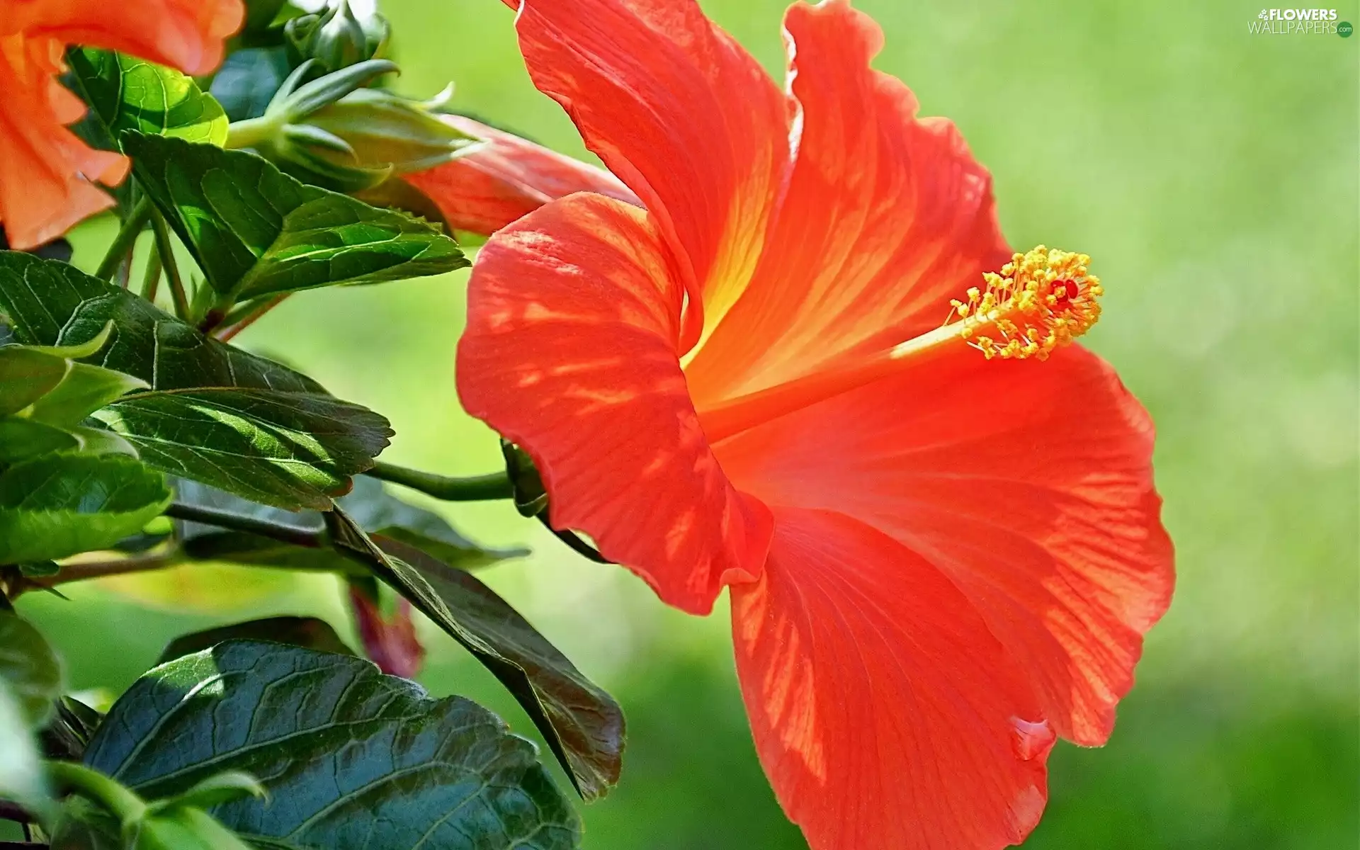 Orange, hibiskus