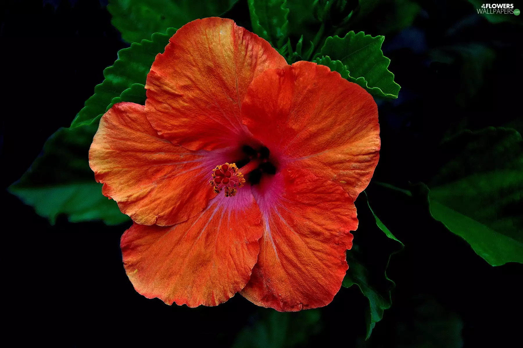 Orange, hibiskus