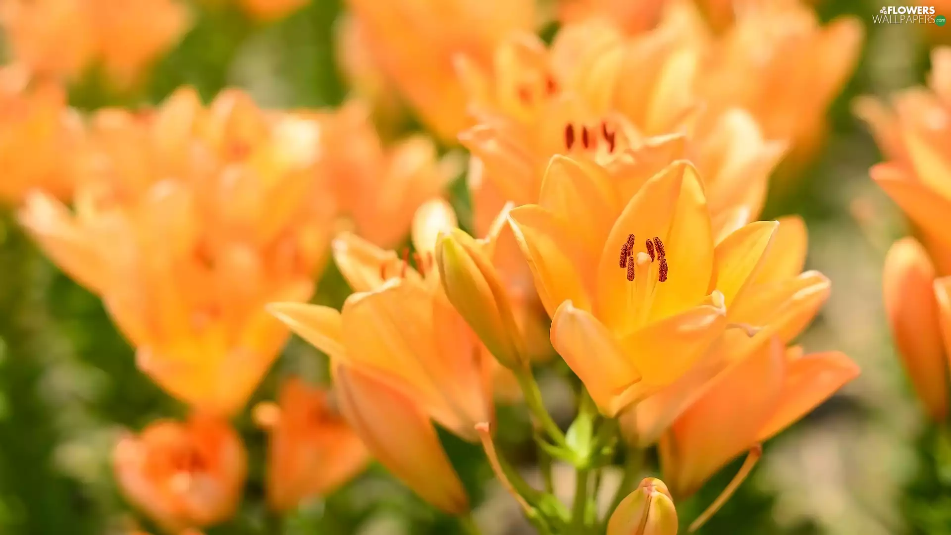 Orange, Flowers, lilies