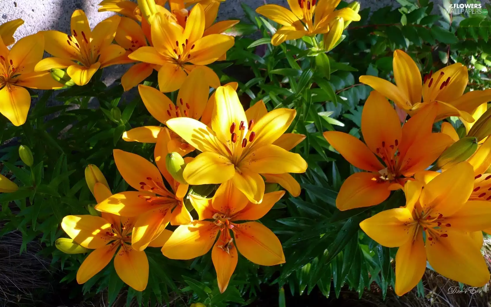 Orange, lilies