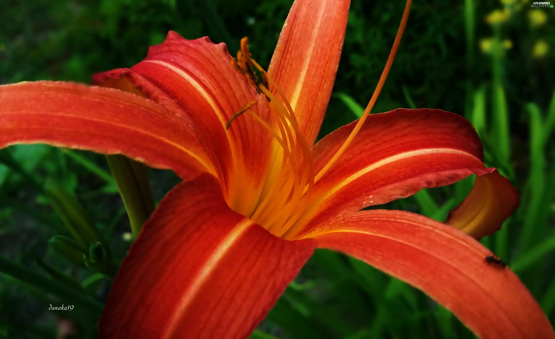 Orange, lily