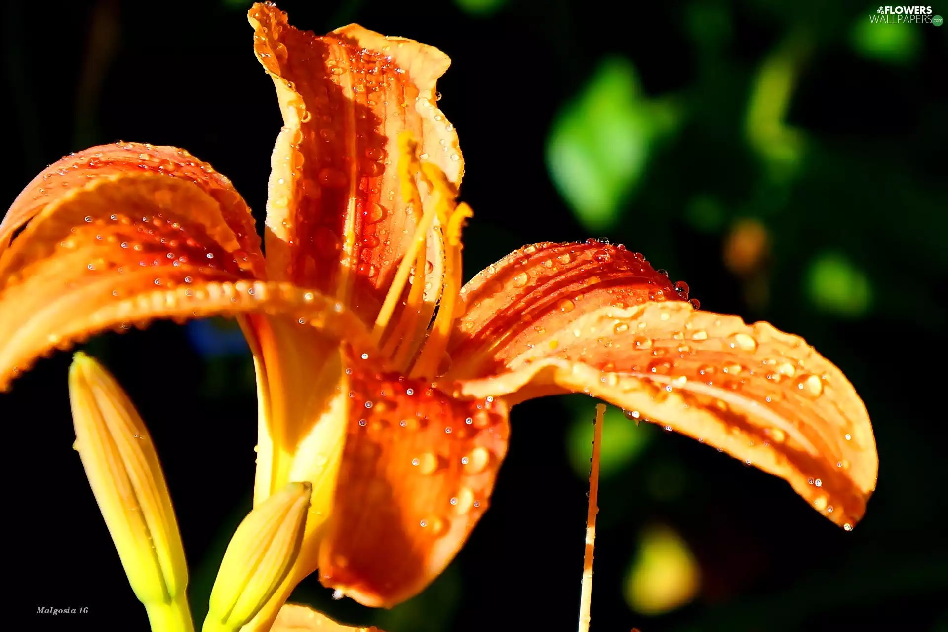 lily, Colourfull Flowers, Orange