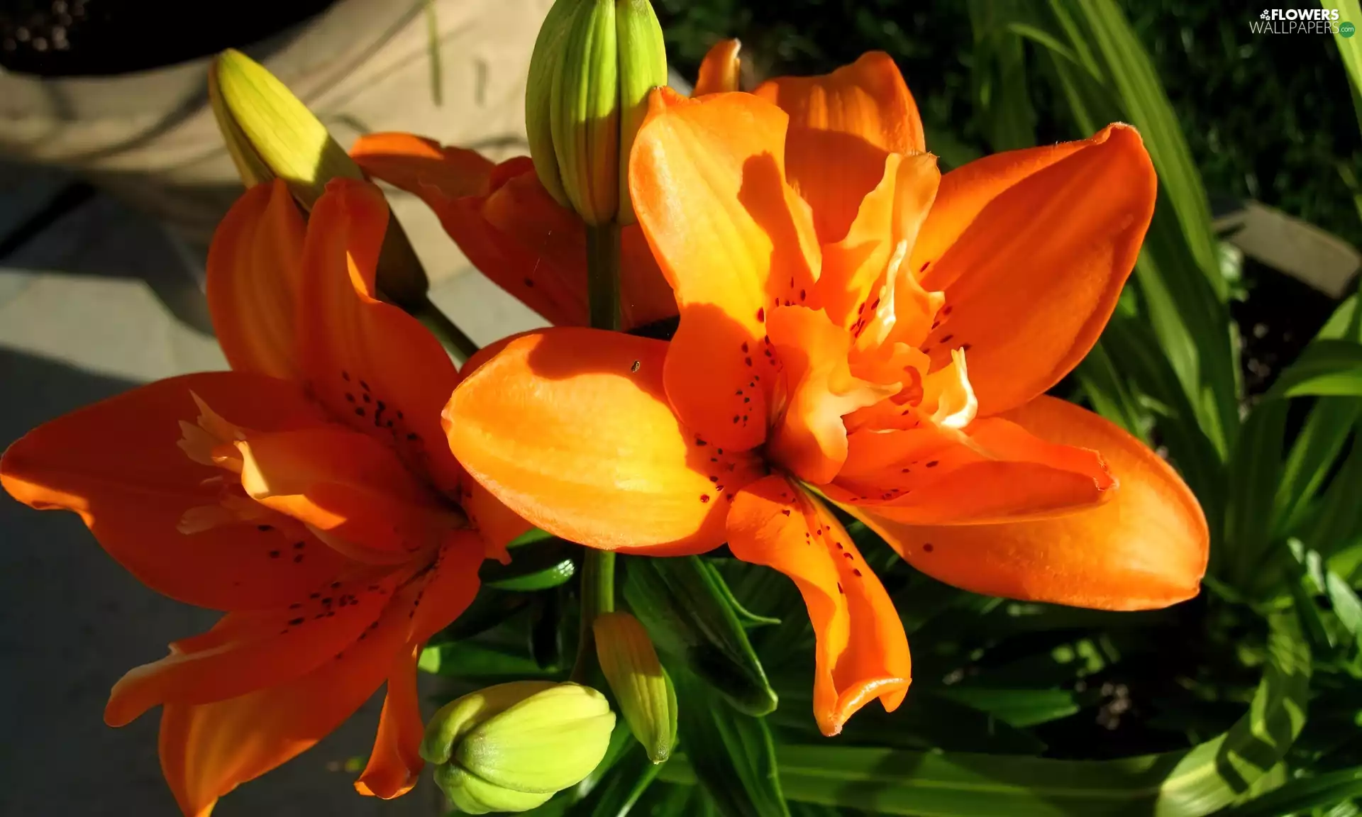 Lily, Buds, Leaf, Orange