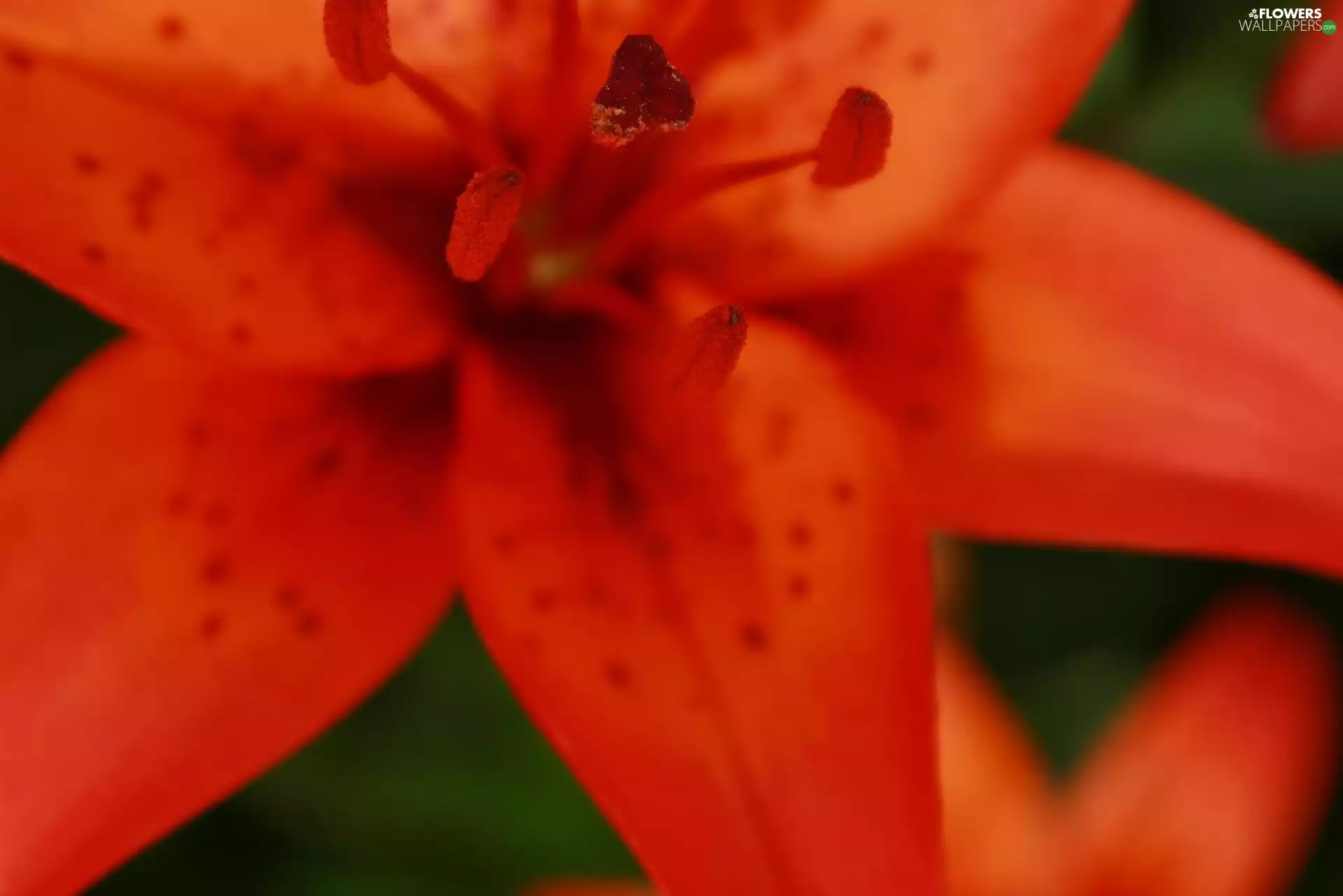 Orange, Tiger lily