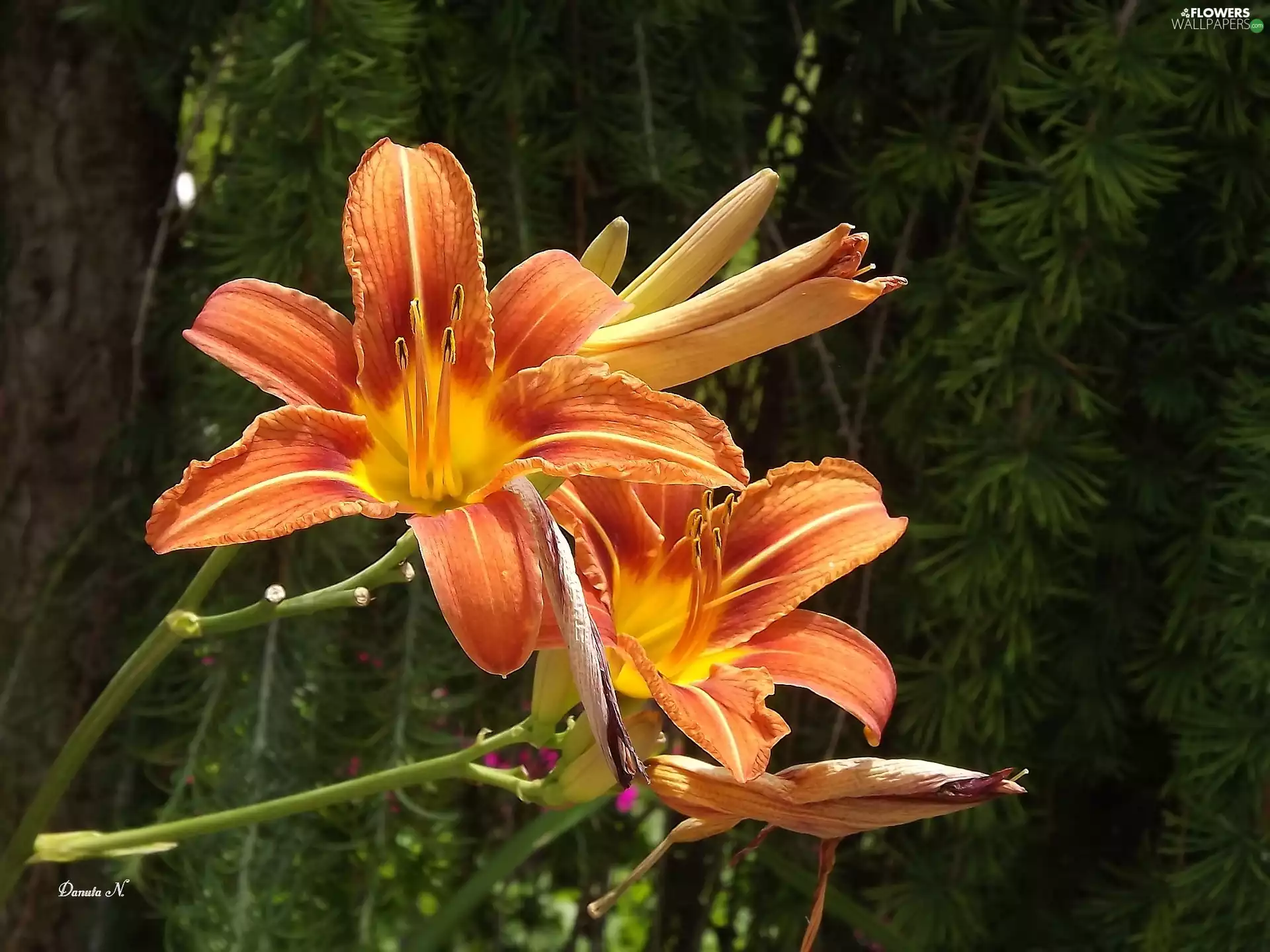 lily, trees, viewes, Orange