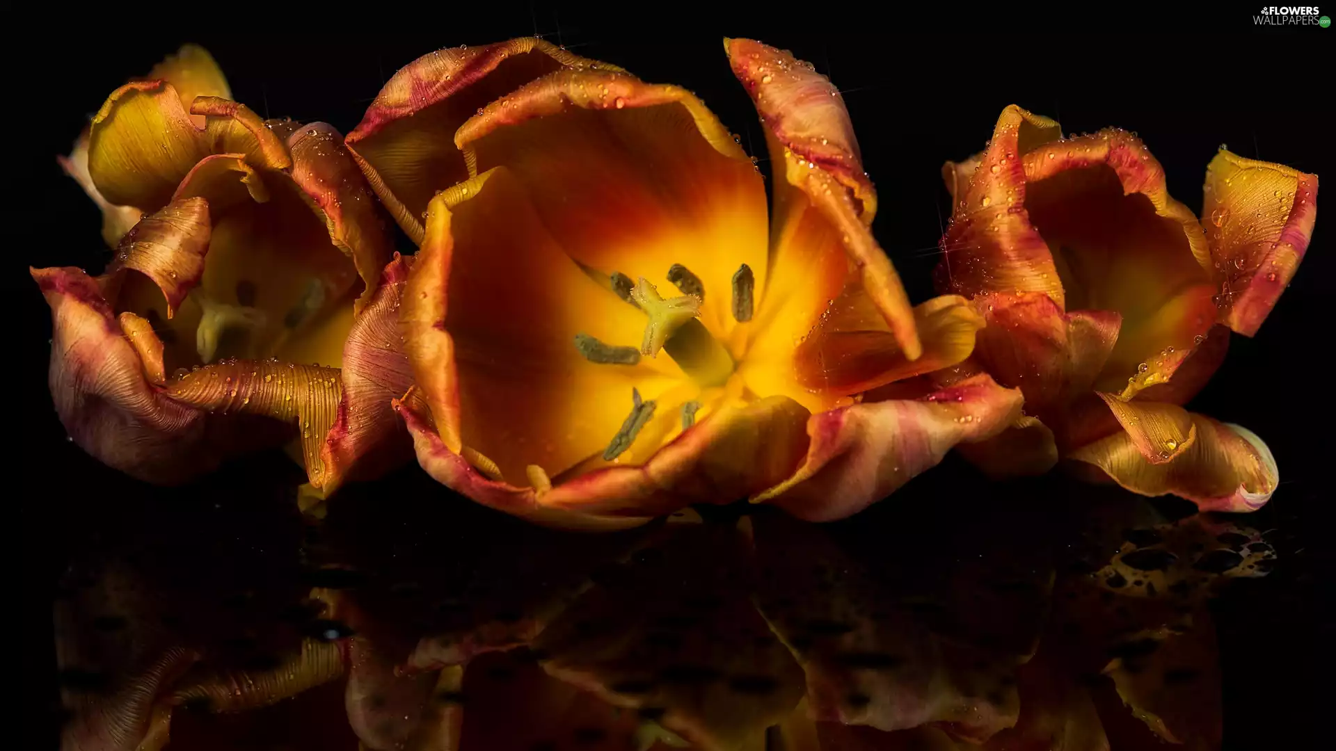 Orange, Tulips, drops, ligh, reflection, Dark Background, flash, luminosity, sun