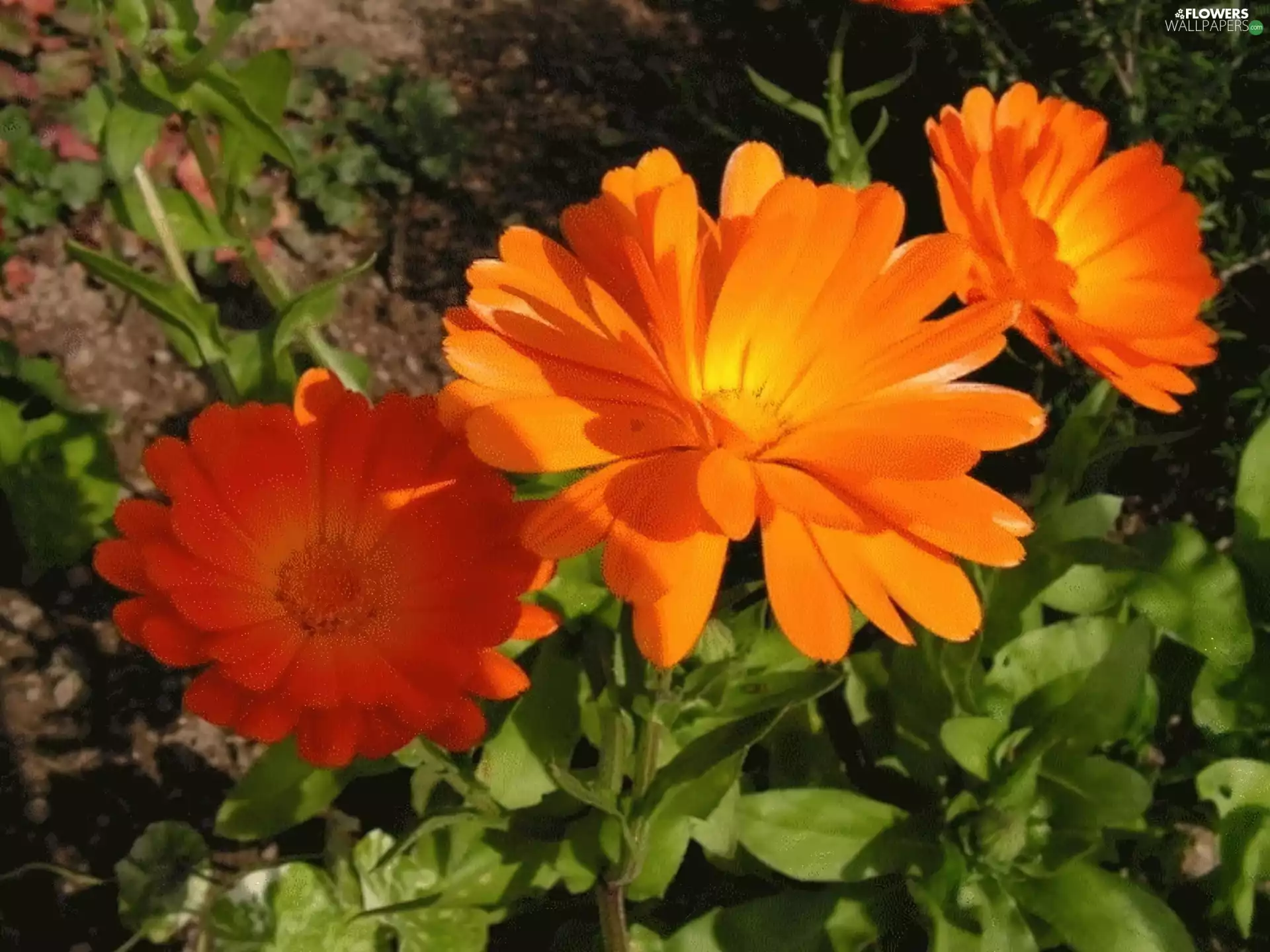 Orange, Marigolds