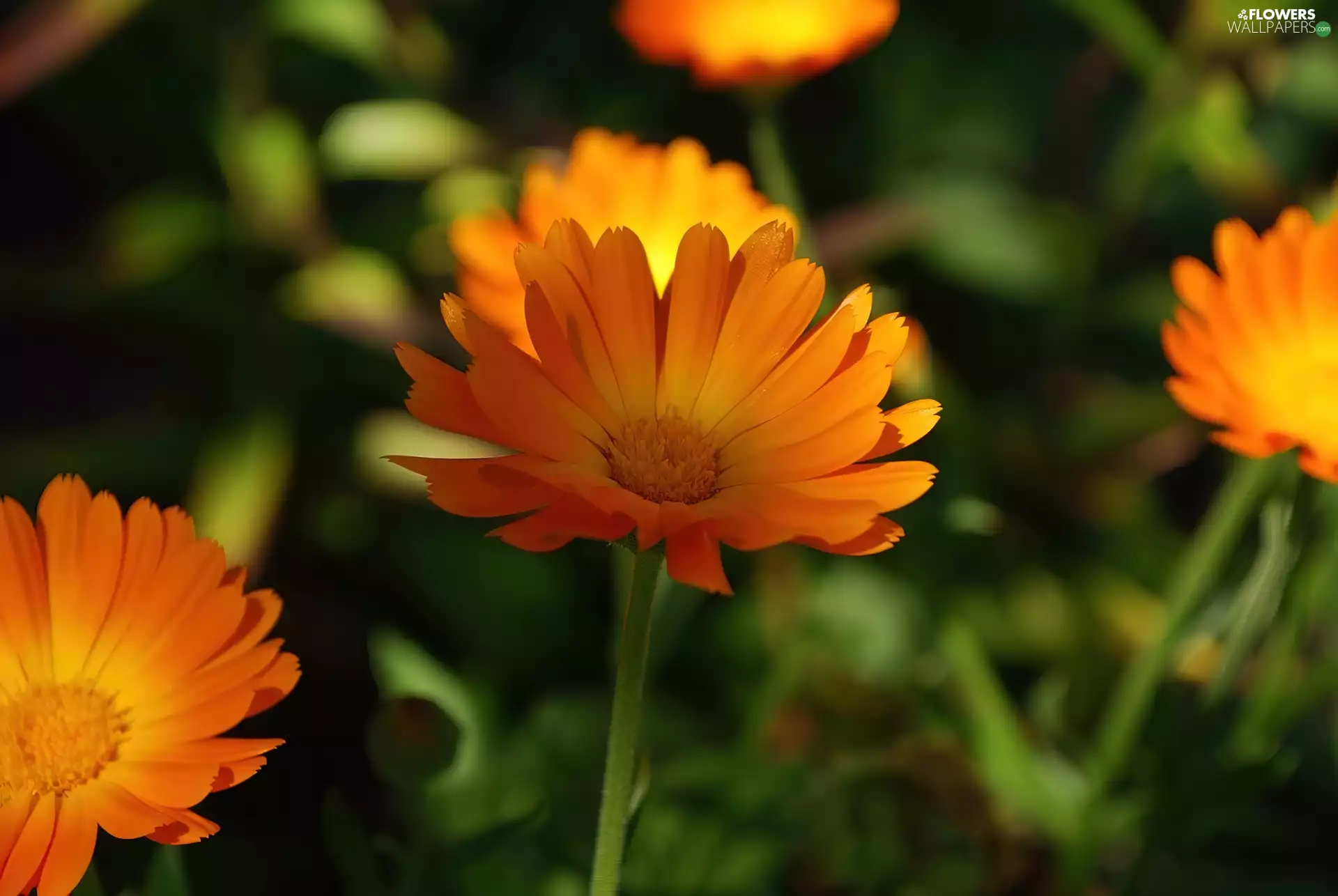 Orange, Calendula Officinalis