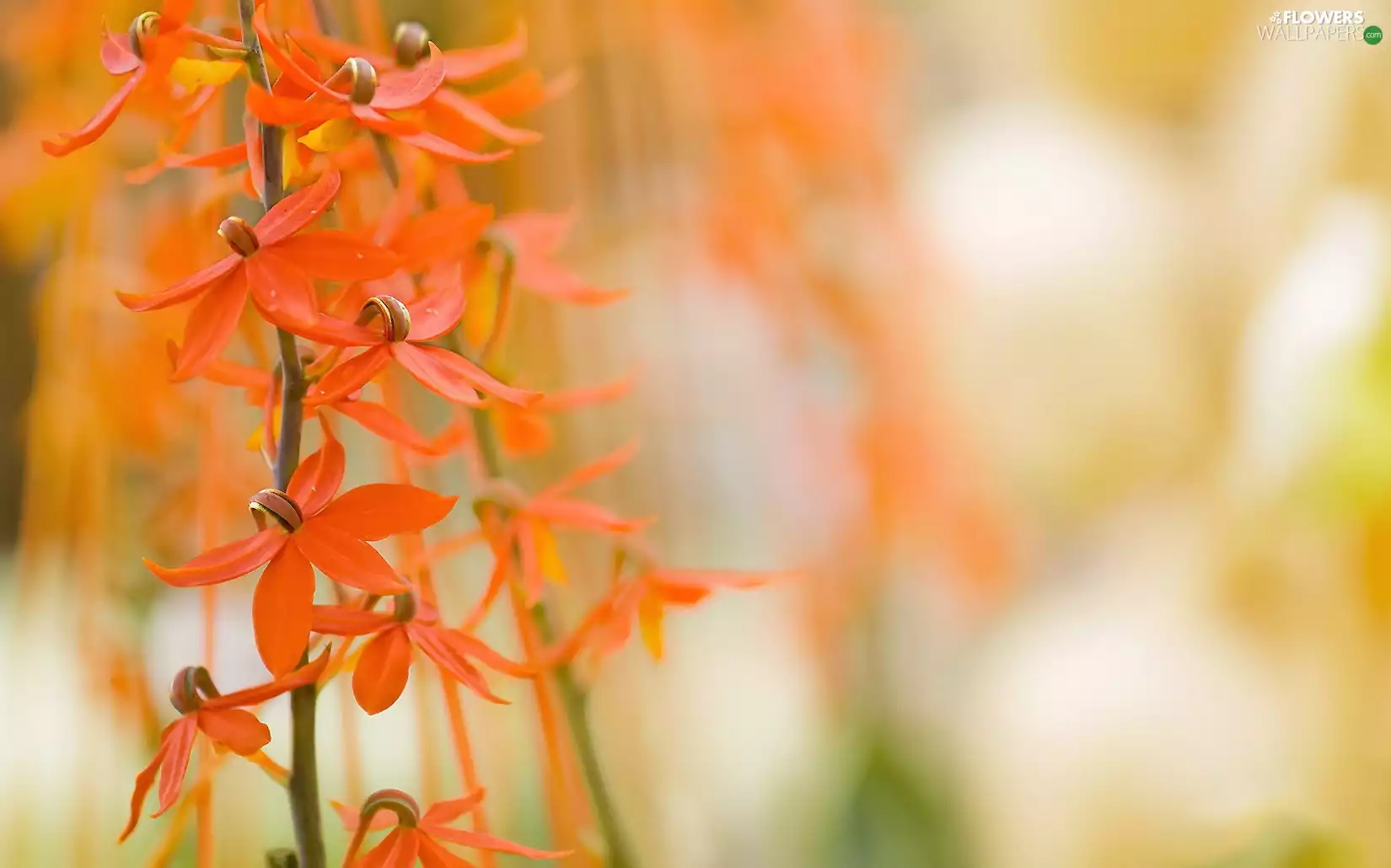 Orange, orchids
