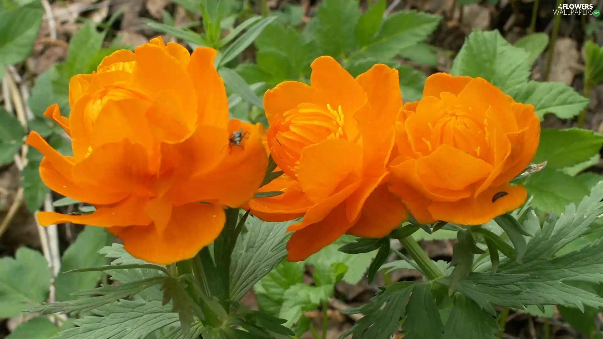 Orange, Peonies