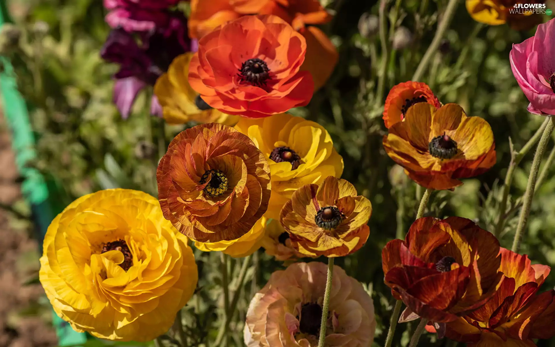 Persian Buttercup, Yellow, Orange