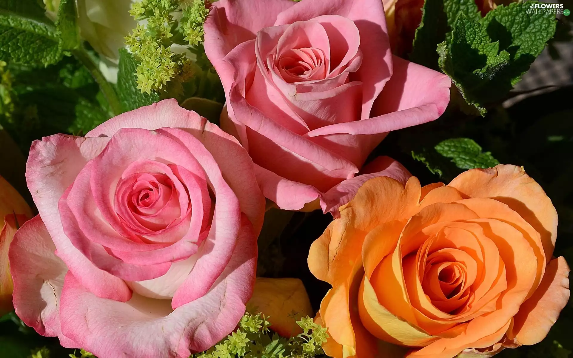 Pink, Flowers, roses, Orange