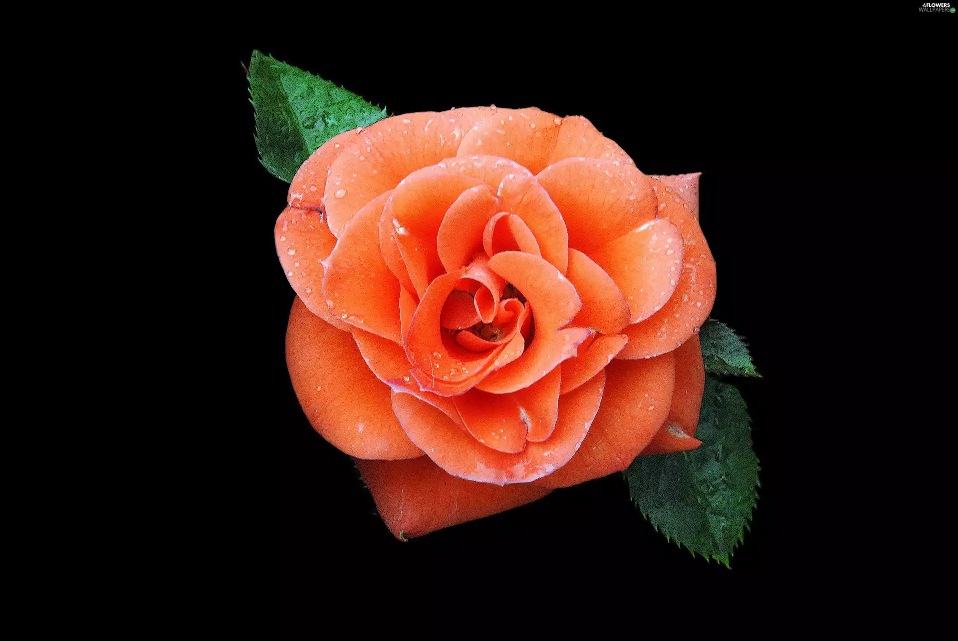 Orange, rose