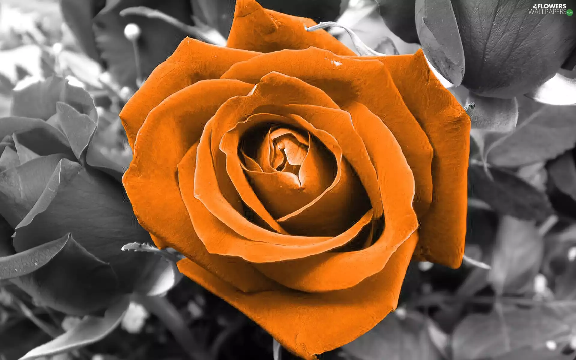 Orange, rose