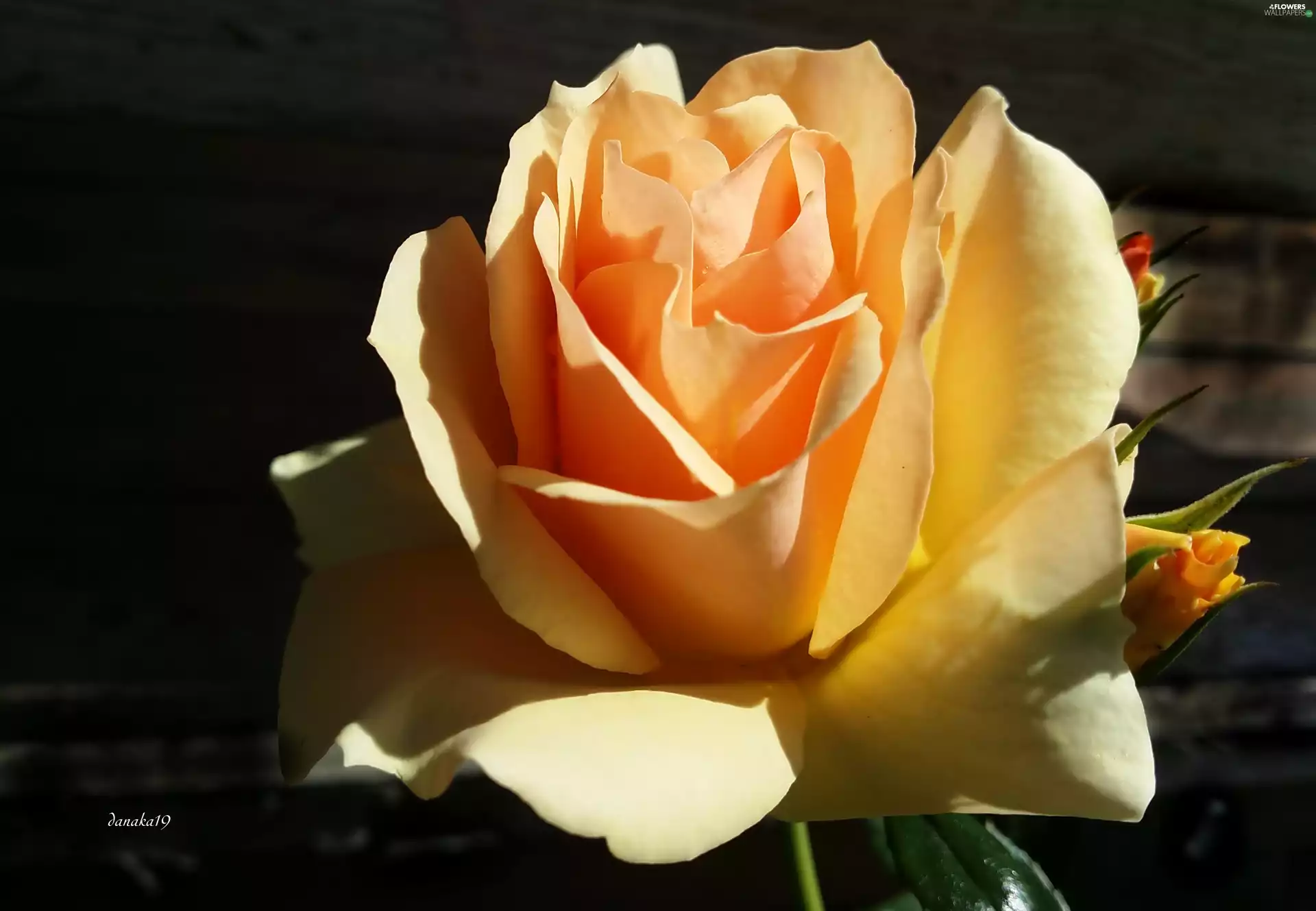 Orange, rose