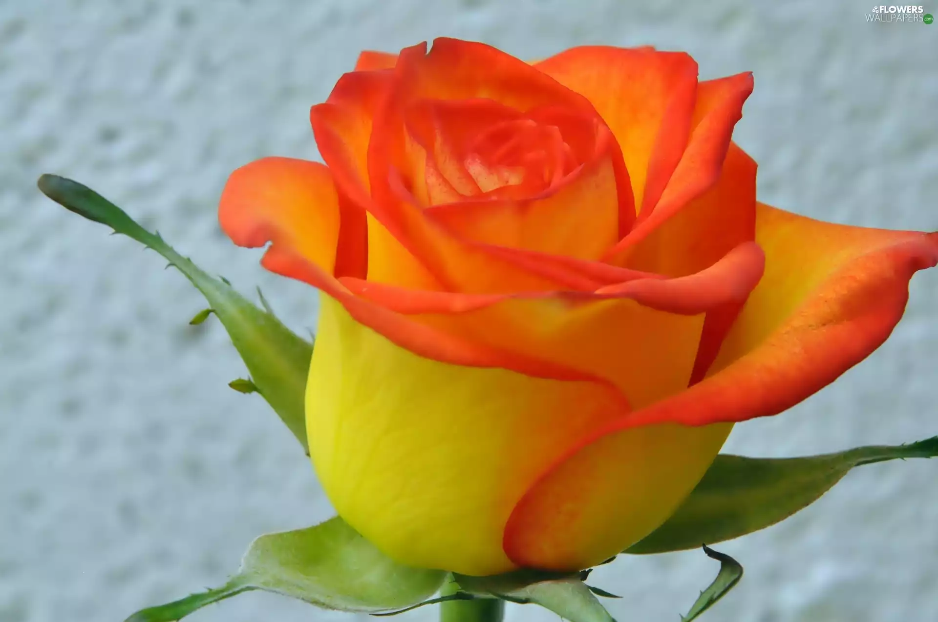 Orange, rose