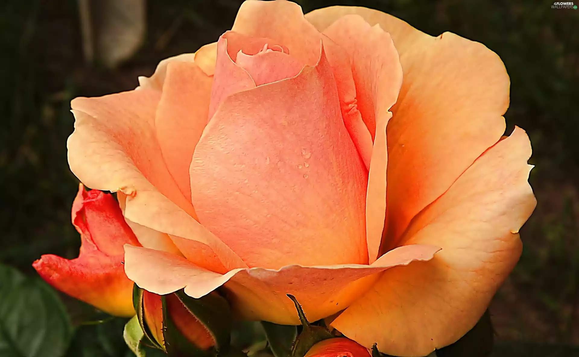 Orange, rose