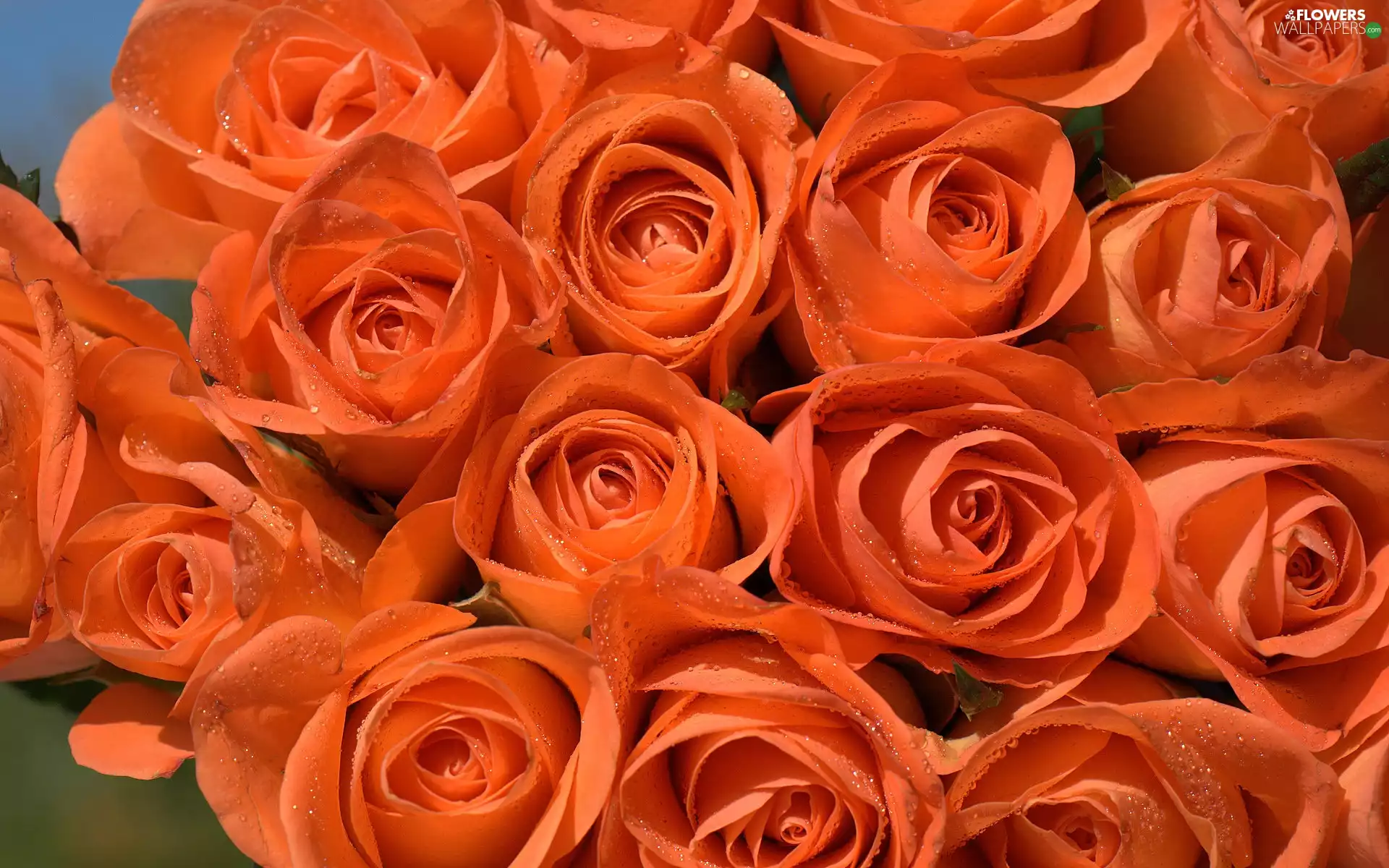 Orange, roses