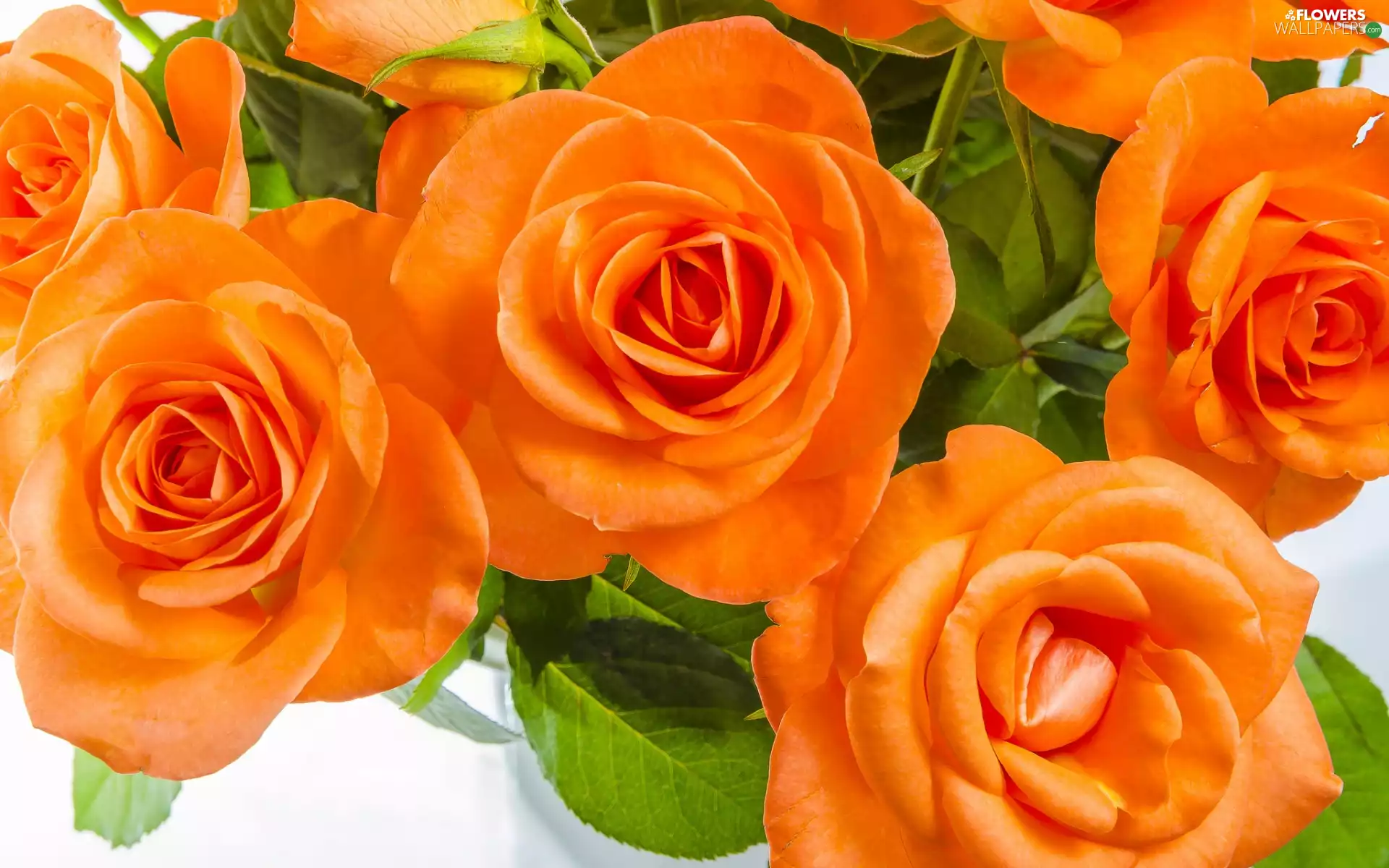 Orange, Flowers, roses
